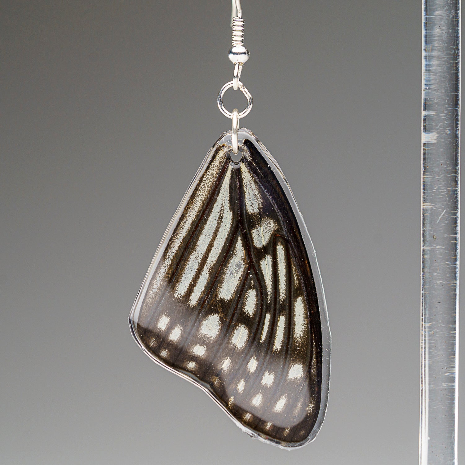 Genuine Butterfly (Blue Tiger) Wing Earrings