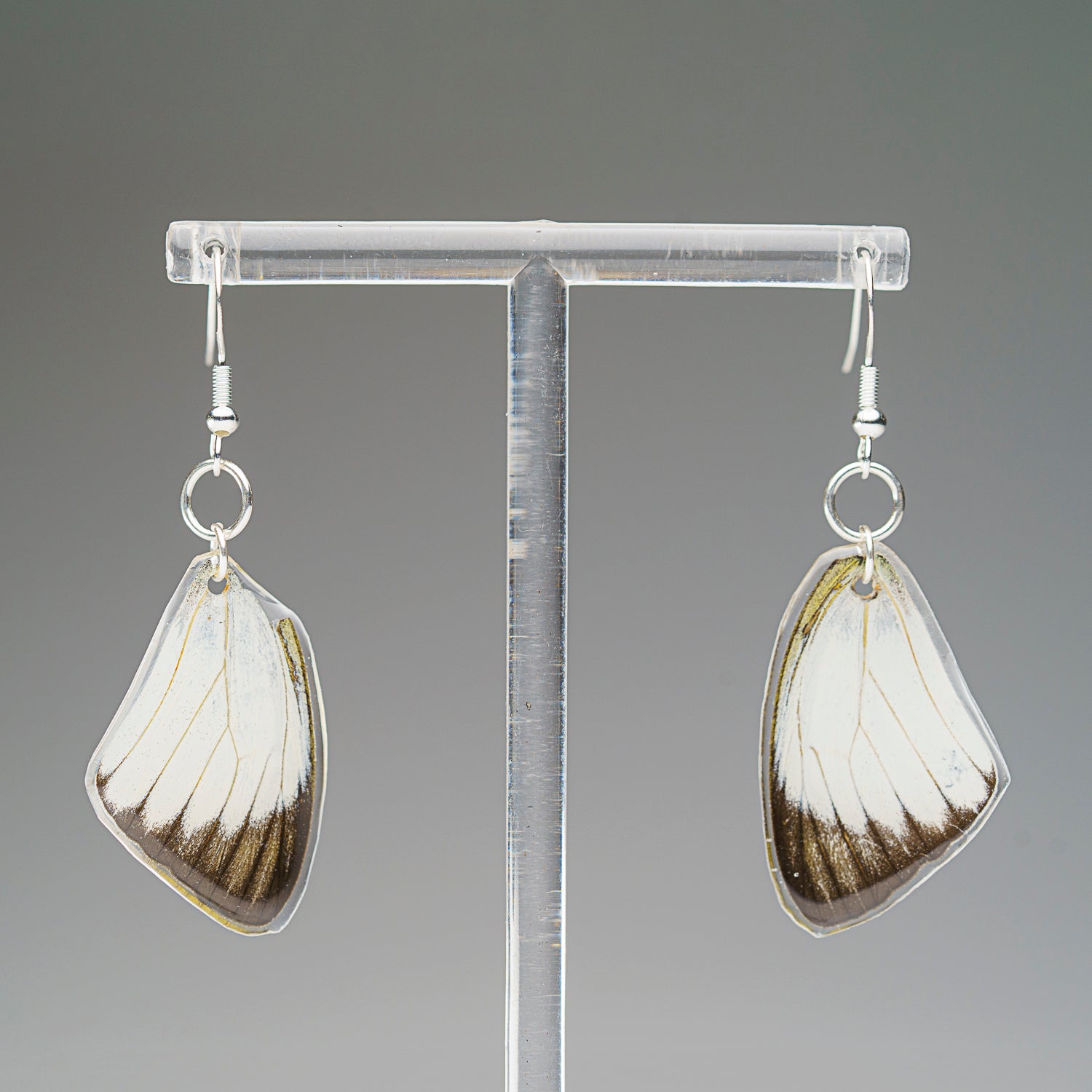 Genuine Butterfly (Vagrant) Wing Earrings