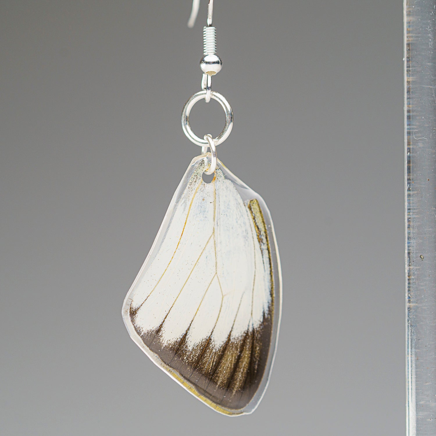 Genuine Butterfly (Vagrant) Wing Earrings