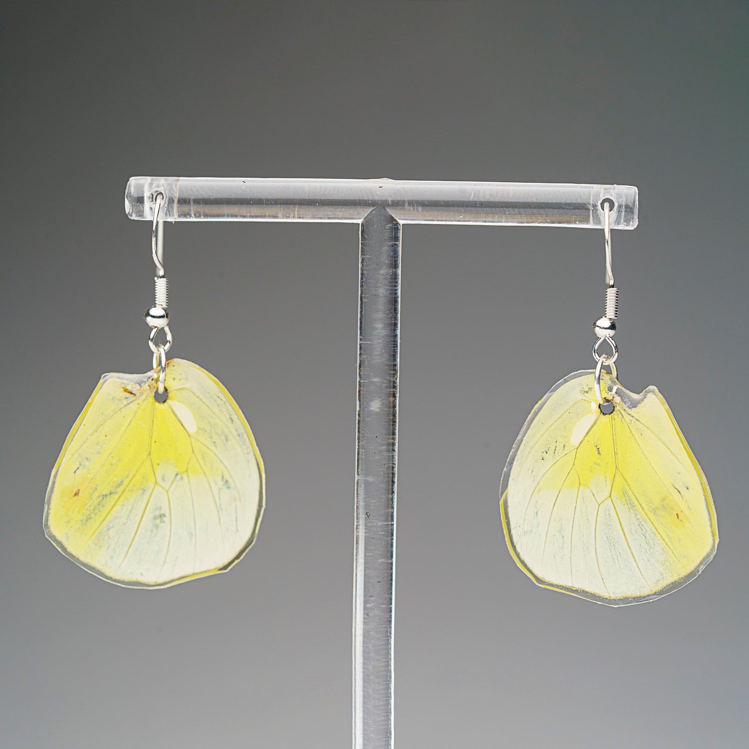 Genuine Butterfly (Lemon Angled Sulfur) Wing Earrings