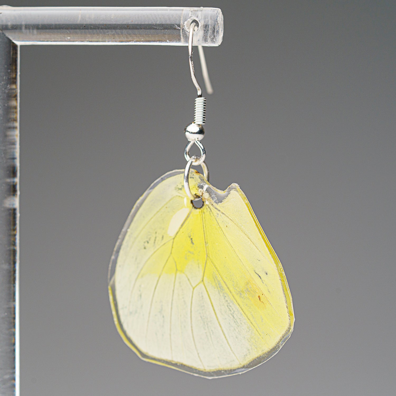 Genuine Butterfly (Lemon Angled Sulfur) Wing Earrings