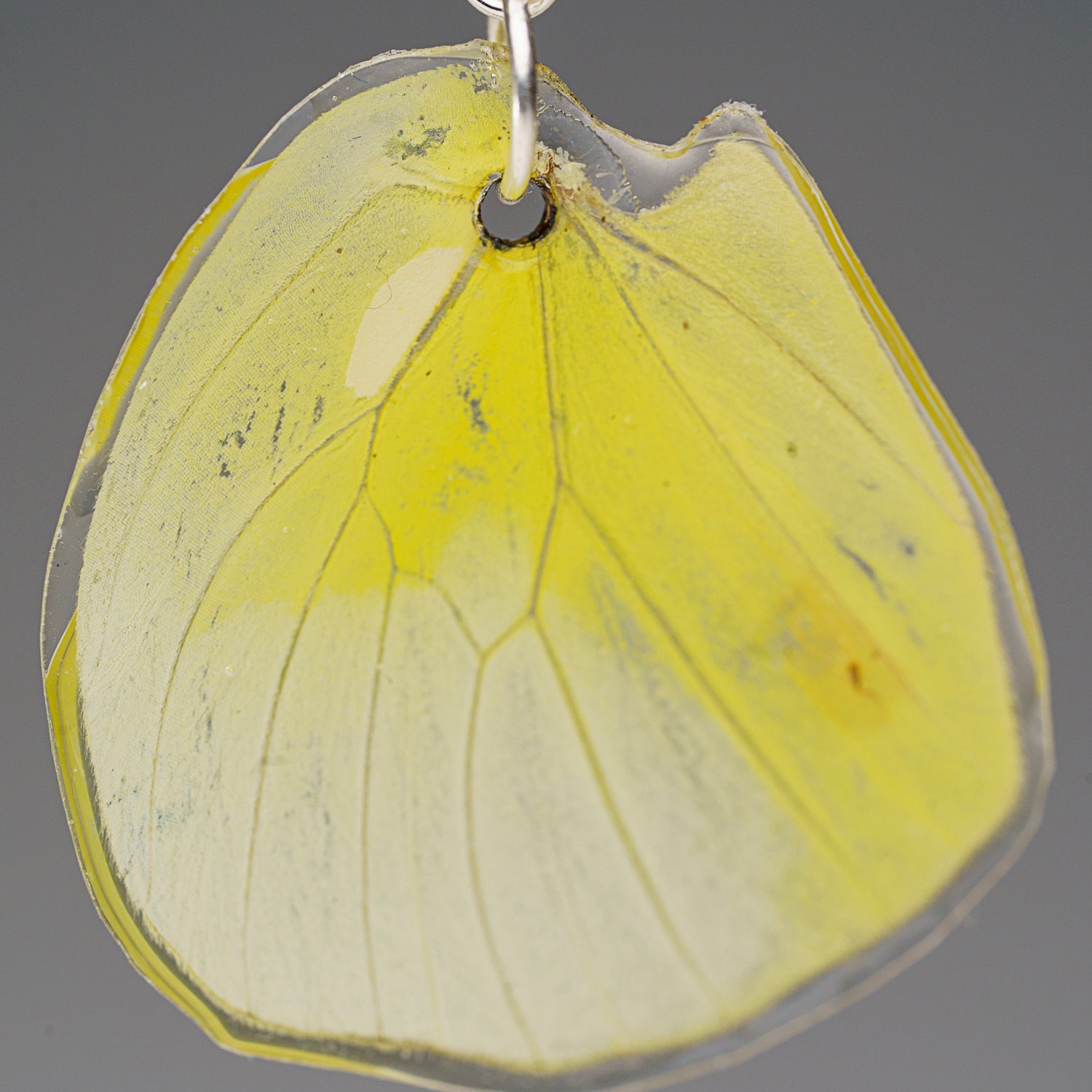 Genuine Butterfly (Lemon Angled Sulfur) Wing Earrings