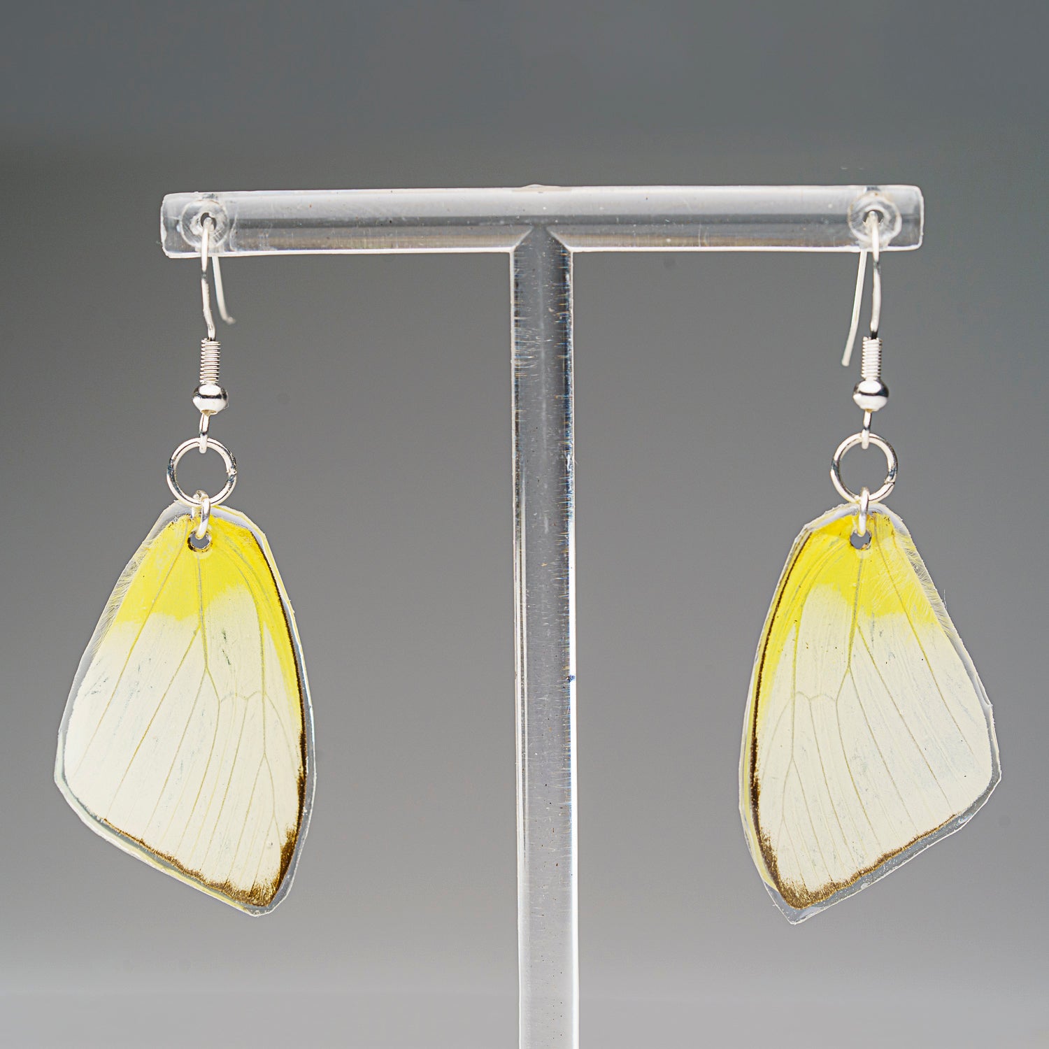 Genuine Butterfly (Lemon Angled Sulfur) Wing Earrings