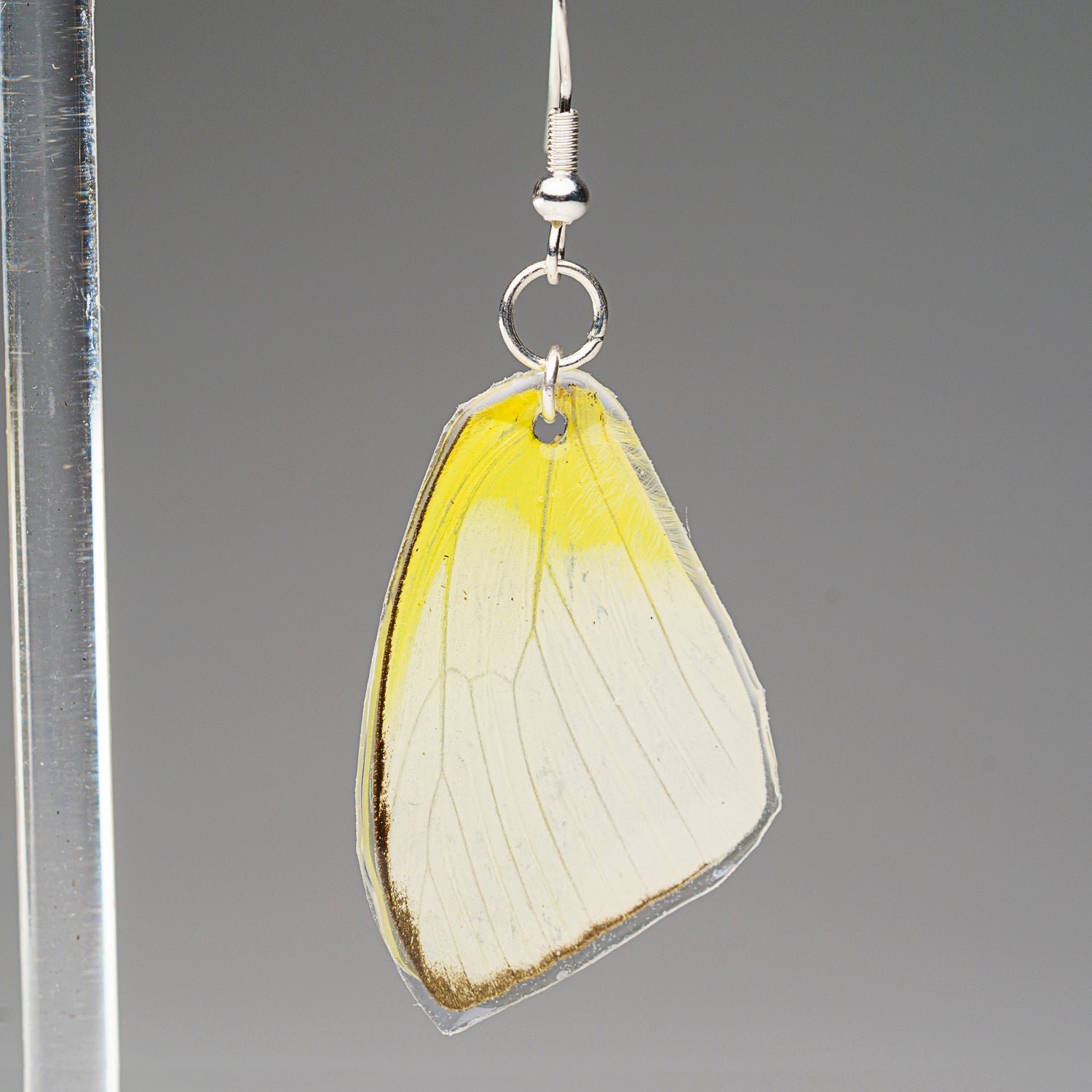 Genuine Butterfly (Lemon Angled Sulfur) Wing Earrings