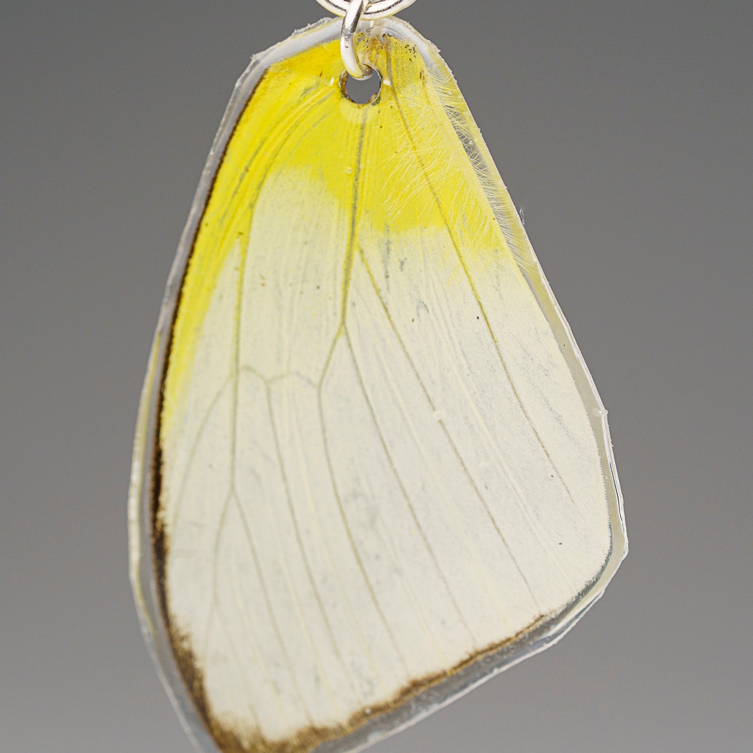 Genuine Butterfly (Lemon Angled Sulfur) Wing Earrings