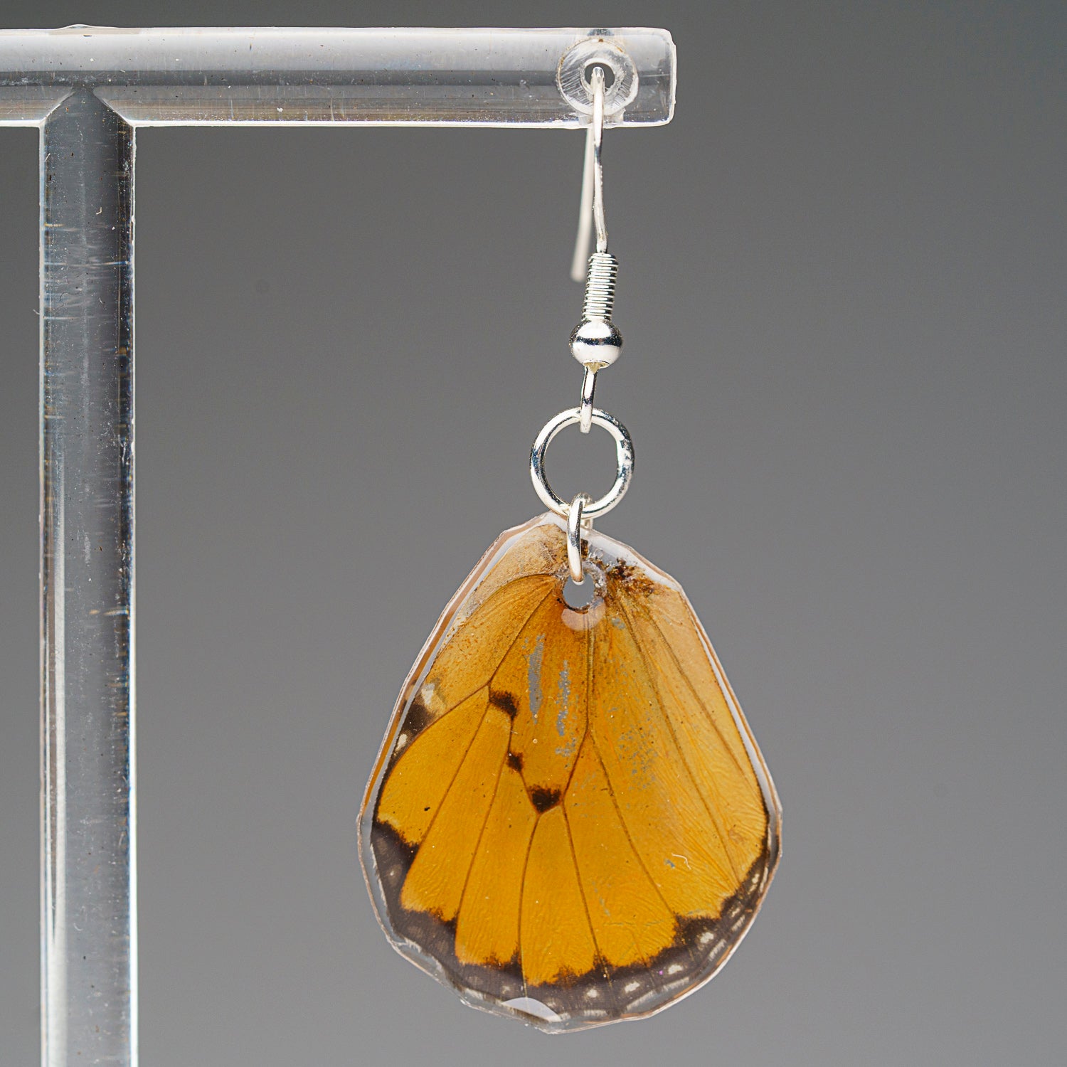 Genuine Butterfly (Chrysippus) Wing Earrings