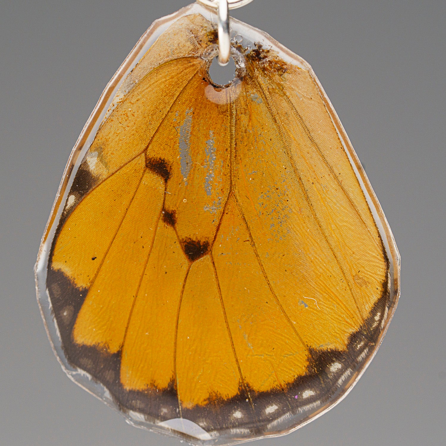 Genuine Butterfly (Chrysippus) Wing Earrings