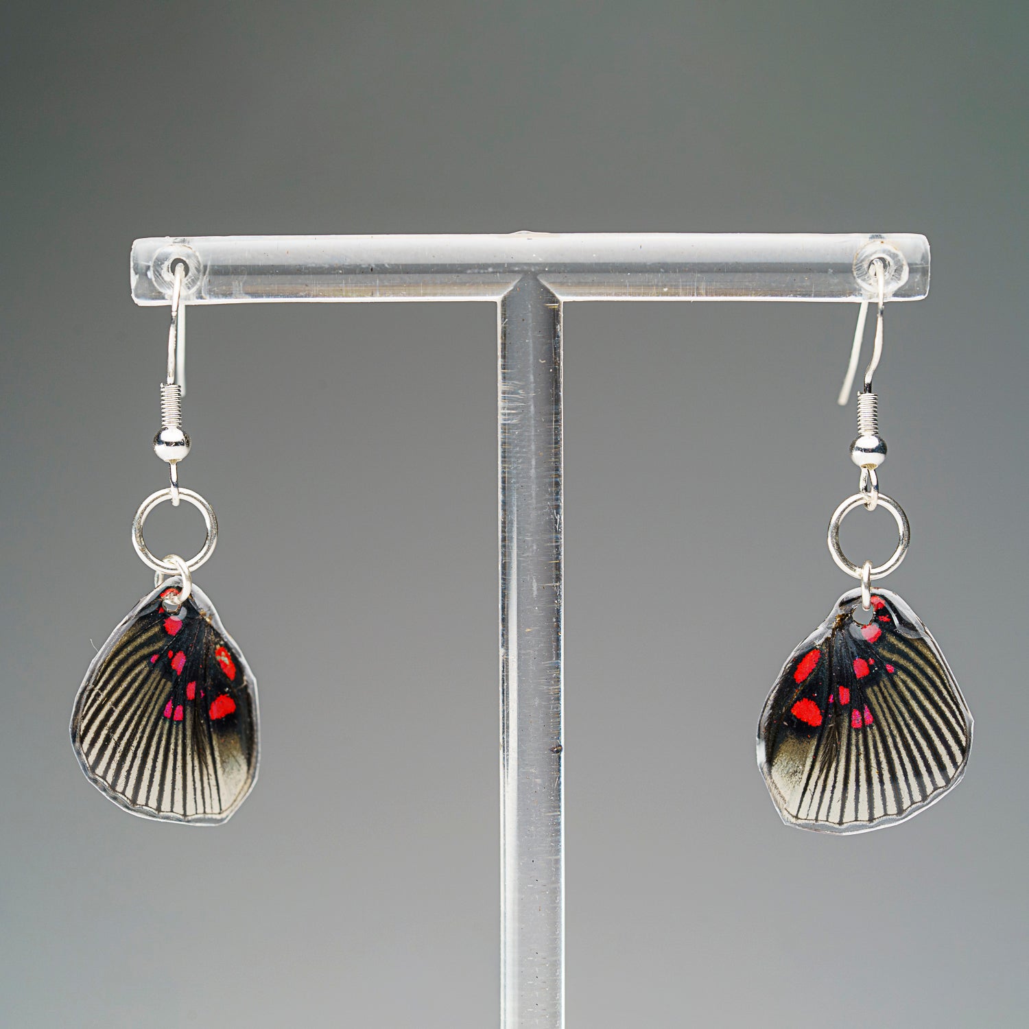 Genuine Butterfly (Blue Tiger) Wing Earrings