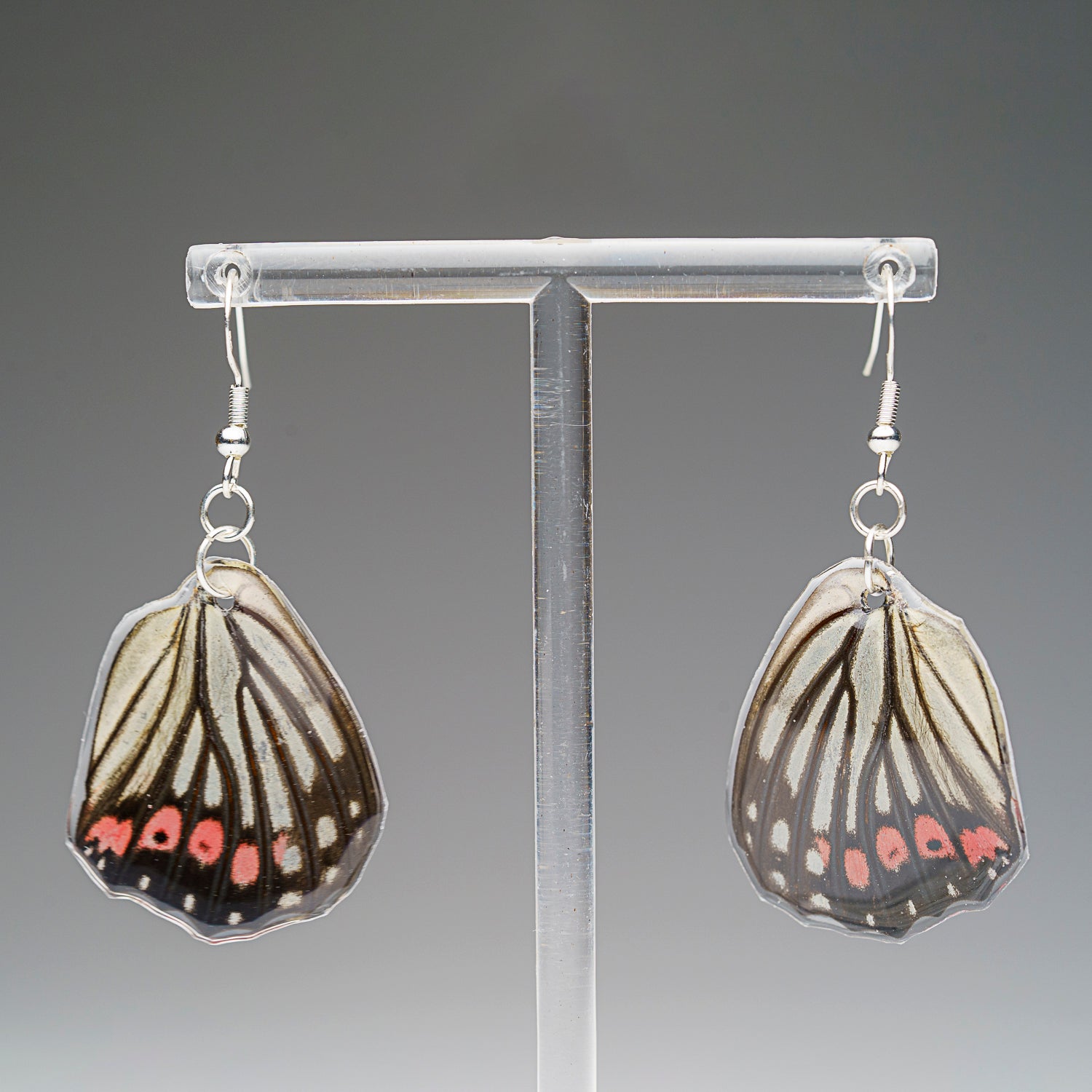 Genuine Butterfly (Pink Spotted Metal MArk) Wing Earrings