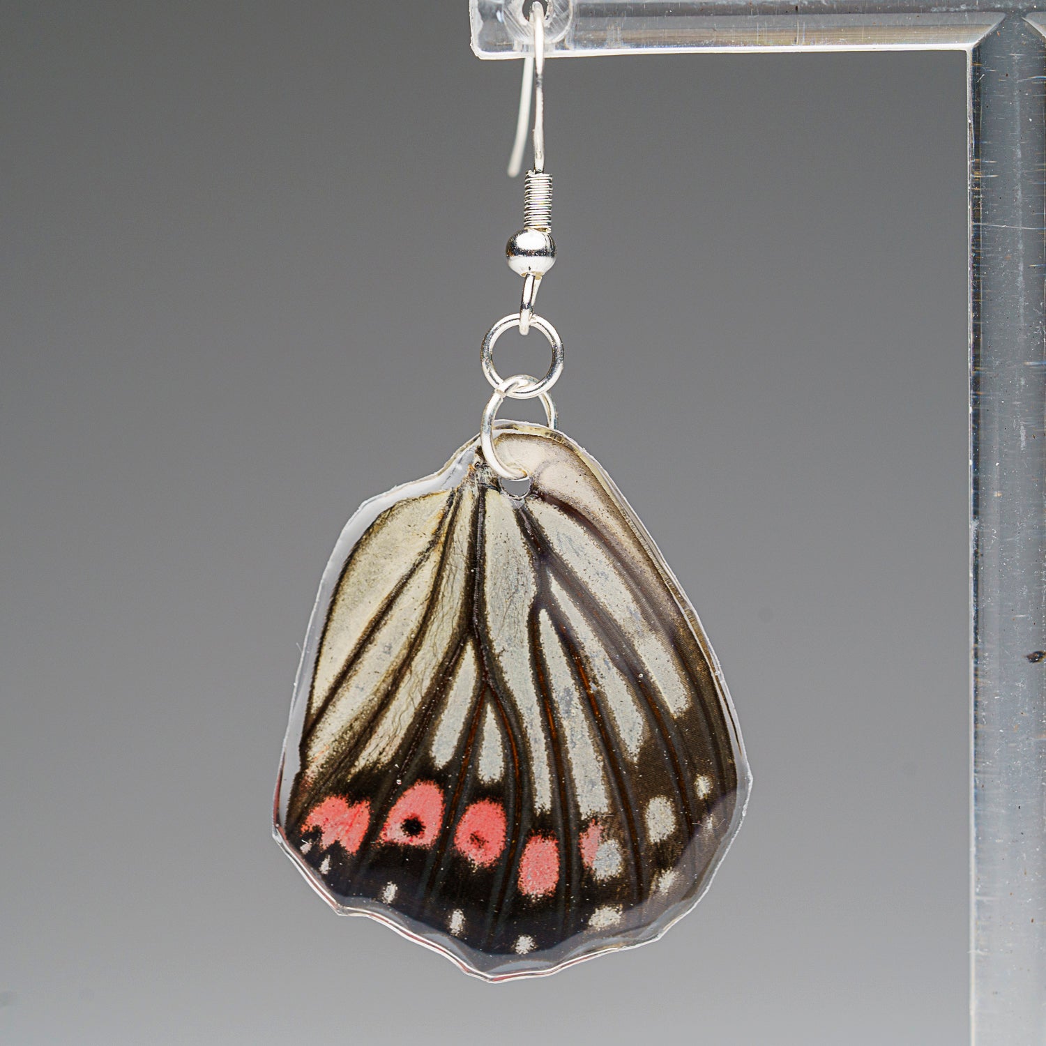 Genuine Butterfly (Pink Spotted Metal MArk) Wing Earrings