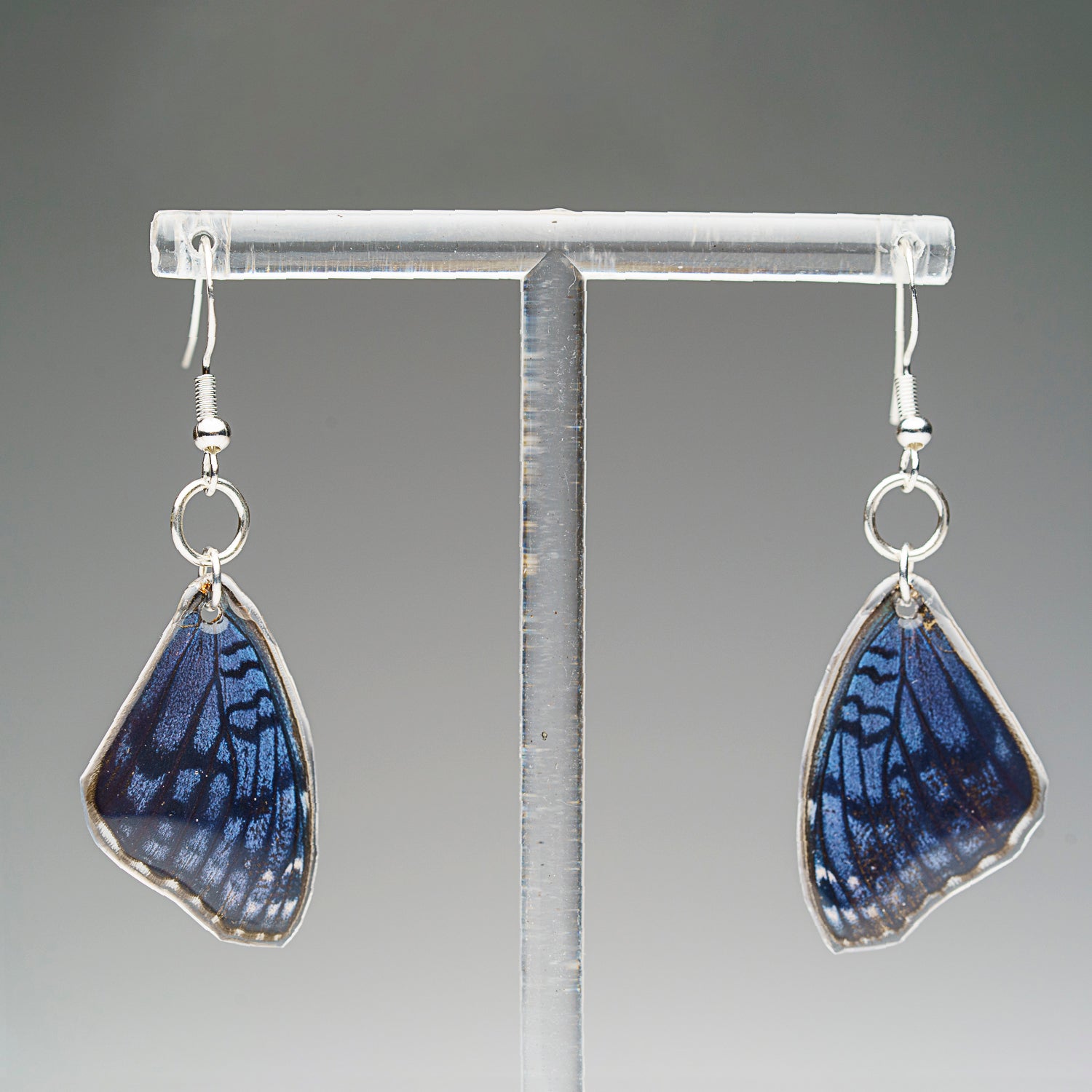 Genuine Butterfly (Blue Buckeye) Wing Earrings