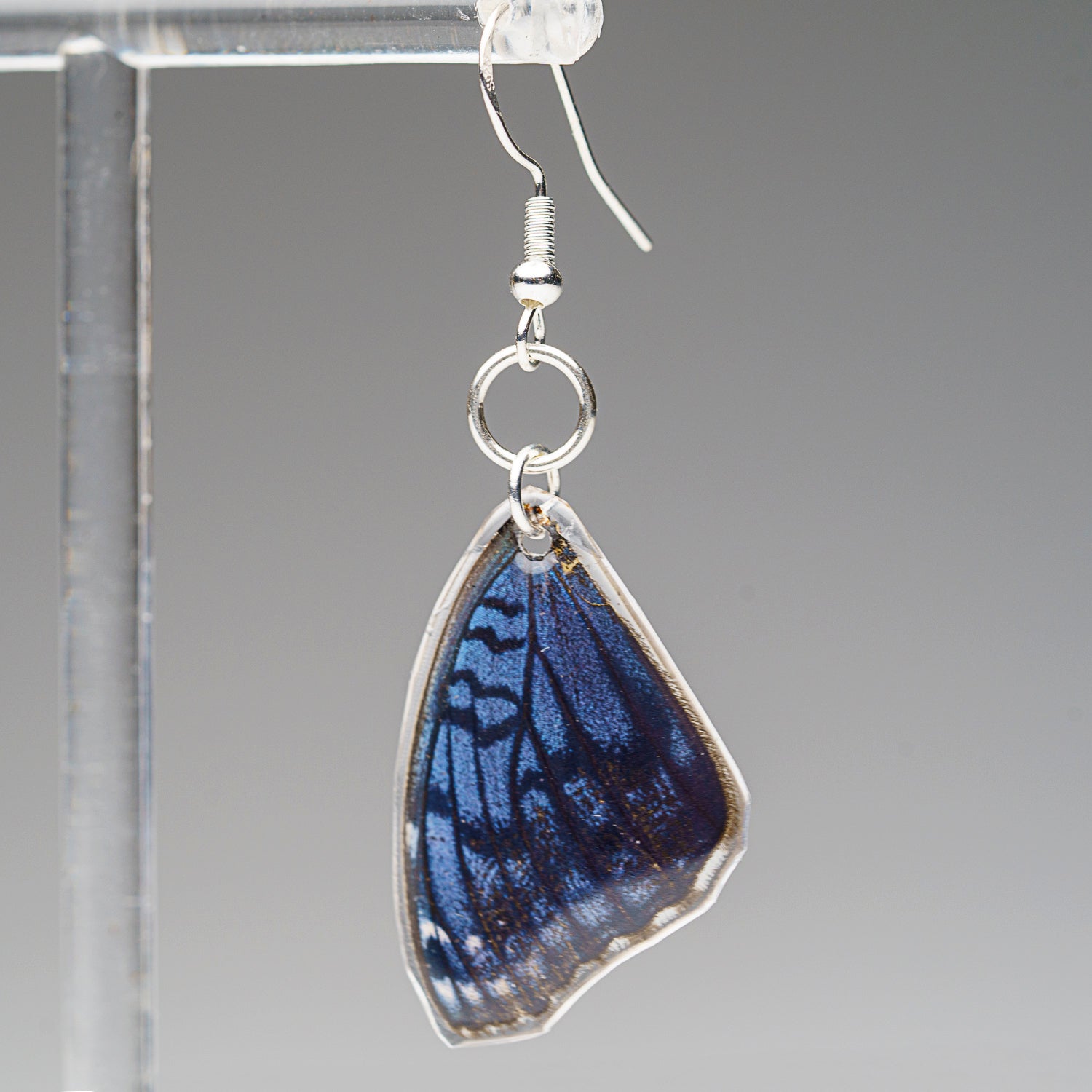 Genuine Butterfly (Blue Buckeye) Wing Earrings