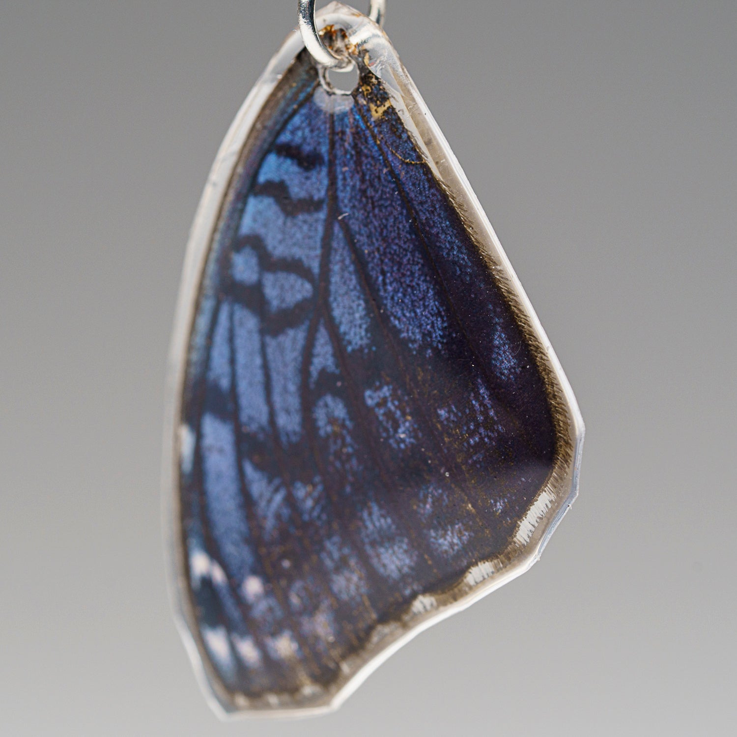 Genuine Butterfly (Blue Buckeye) Wing Earrings