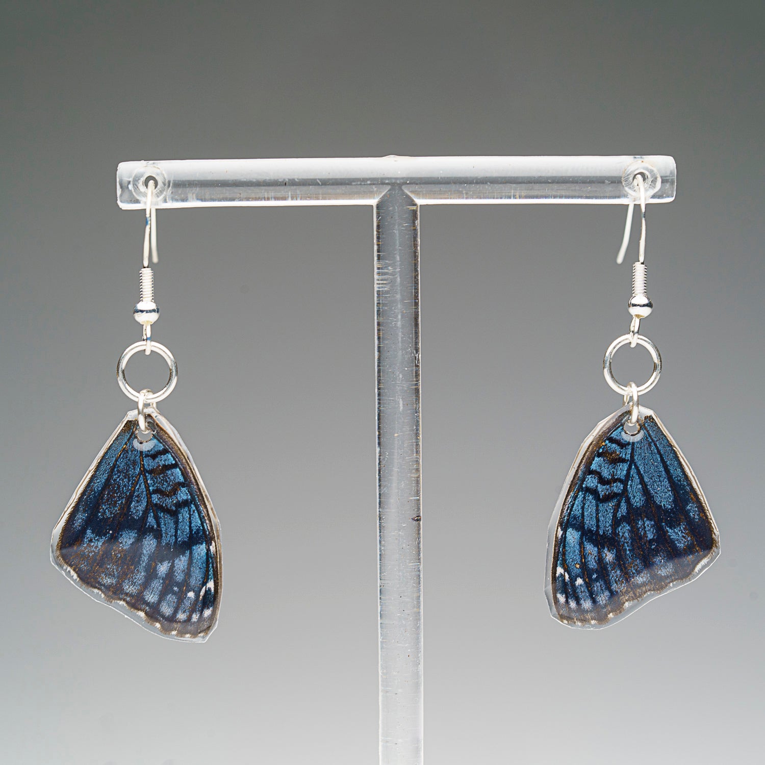 Genuine Butterfly (Blue Buckeye) Wing Earrings