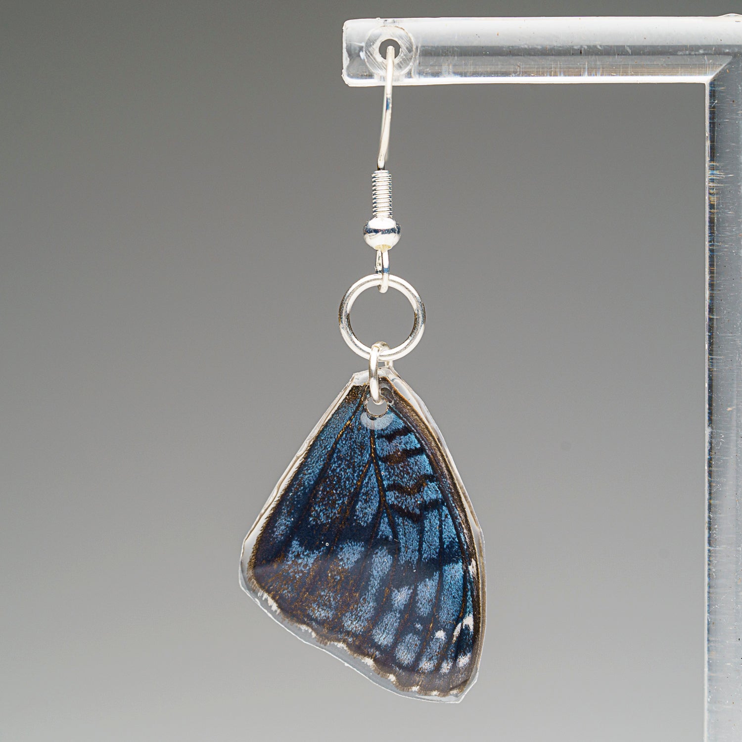 Genuine Butterfly (Blue Buckeye) Wing Earrings