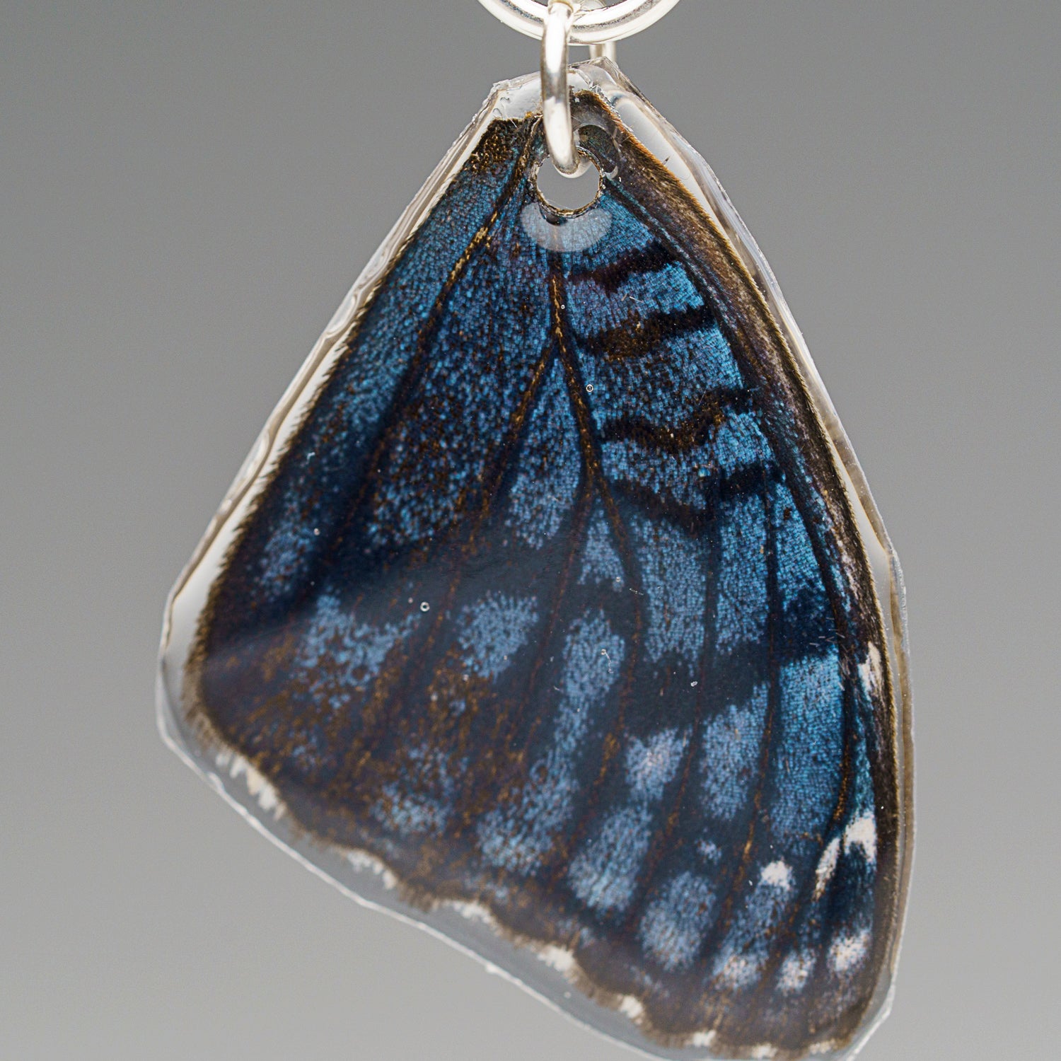 Genuine Butterfly (Blue Buckeye) Wing Earrings