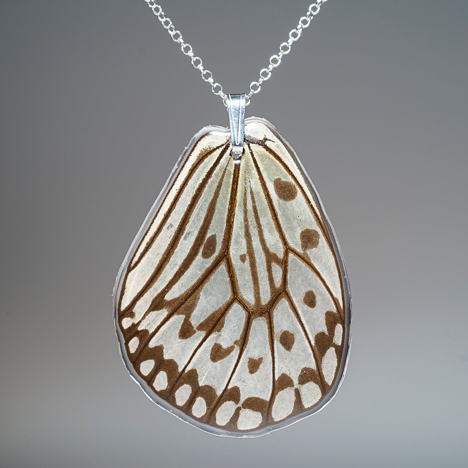 Genuine Butterfly (Rice Paper Prince) Wing Pendant with 18" Sterling Silver Necklace (BWP1)