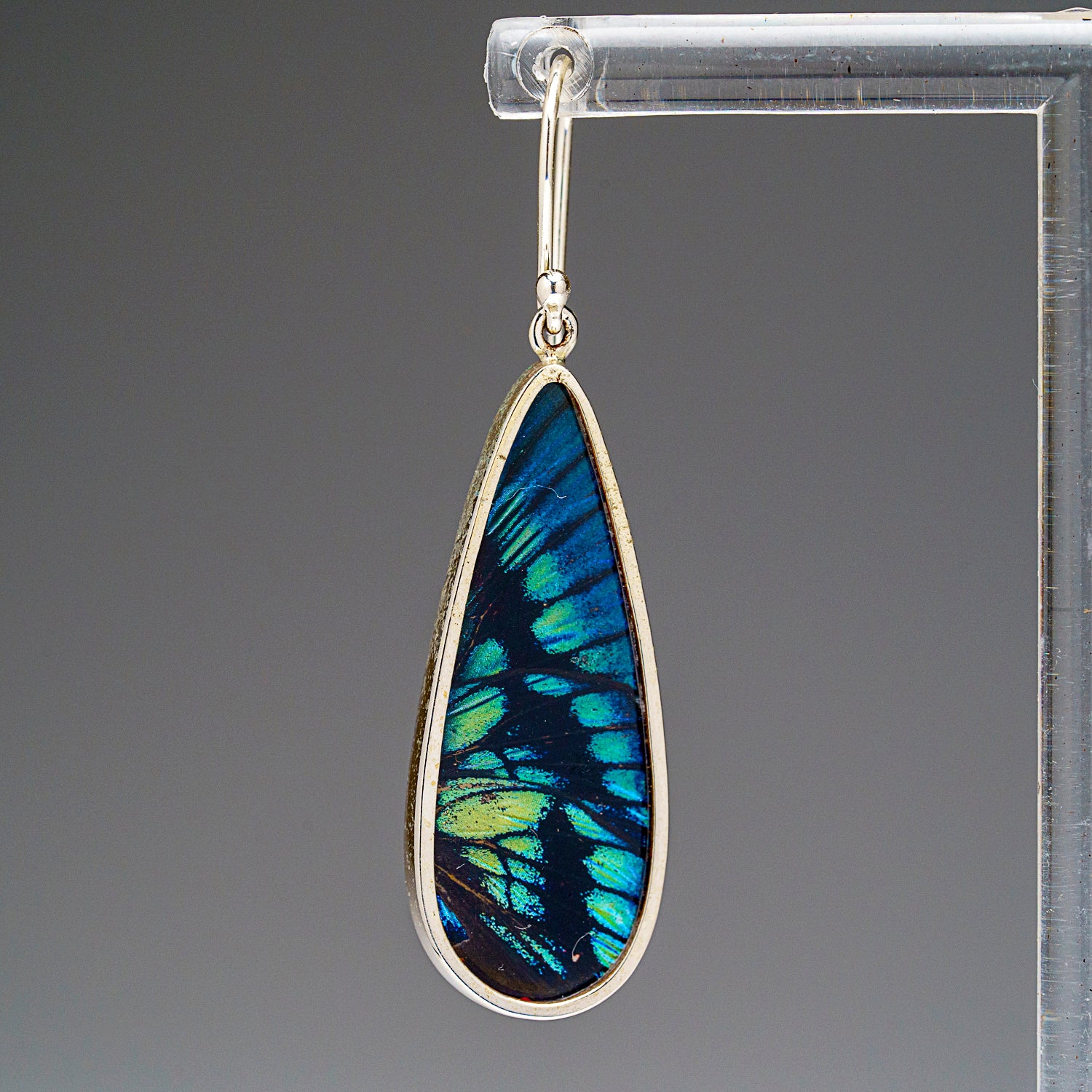 Genuine Green-Banded Urania Butterfly Wing Earring