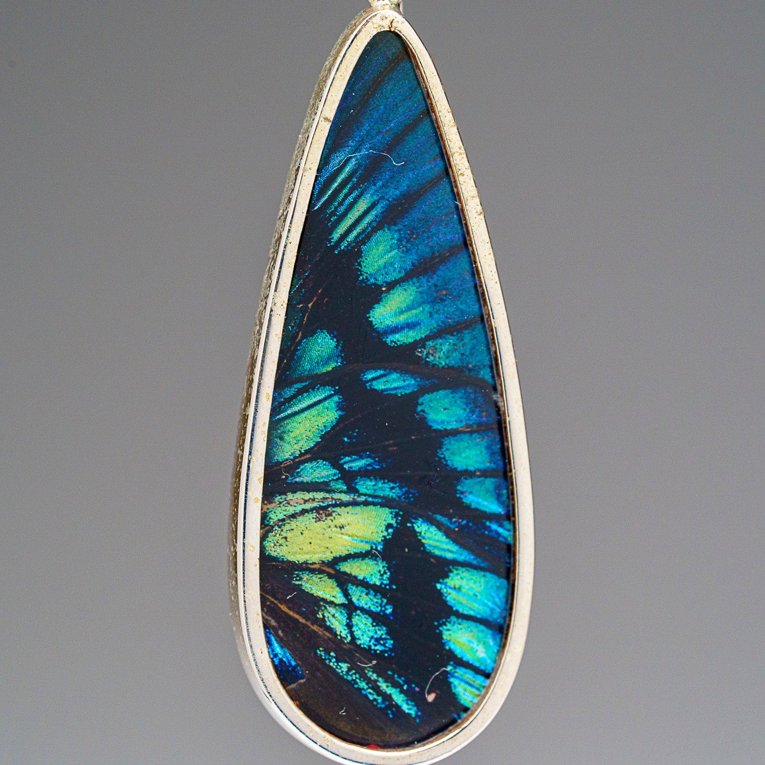 Genuine Green-Banded Urania Butterfly Wing Earring