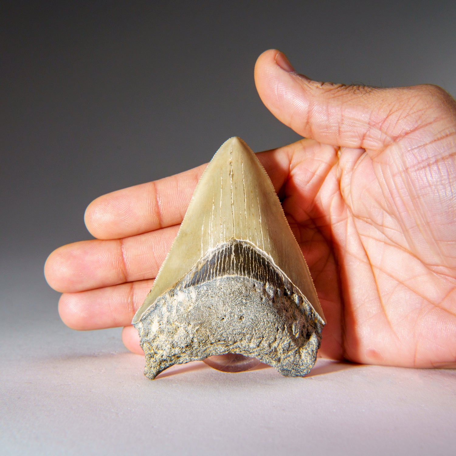 Genuine Natural Pre Historic Shark Tooth Shark Tooth (84.3 grams)