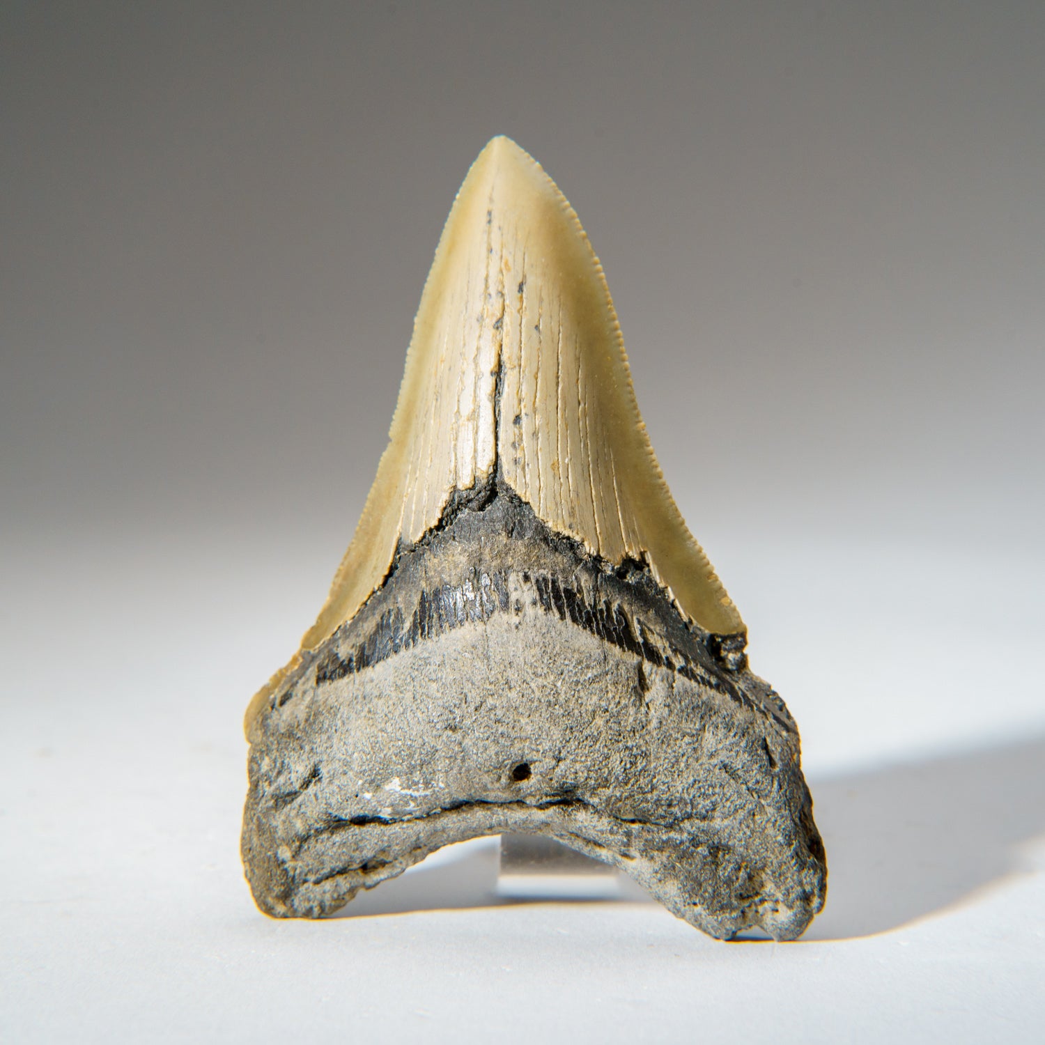 Genuine Natural Pre Historic Shark Tooth Shark Tooth (95.5 grams)
