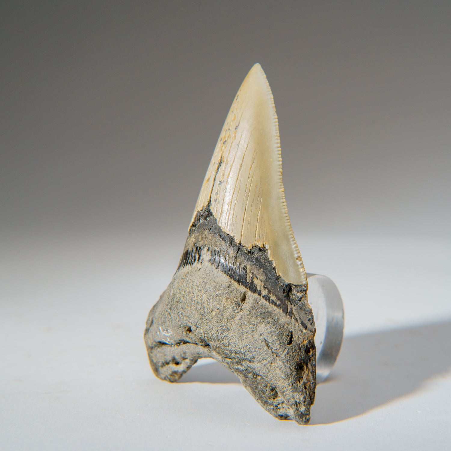 Genuine Natural Pre Historic Shark Tooth Shark Tooth (95.5 grams)