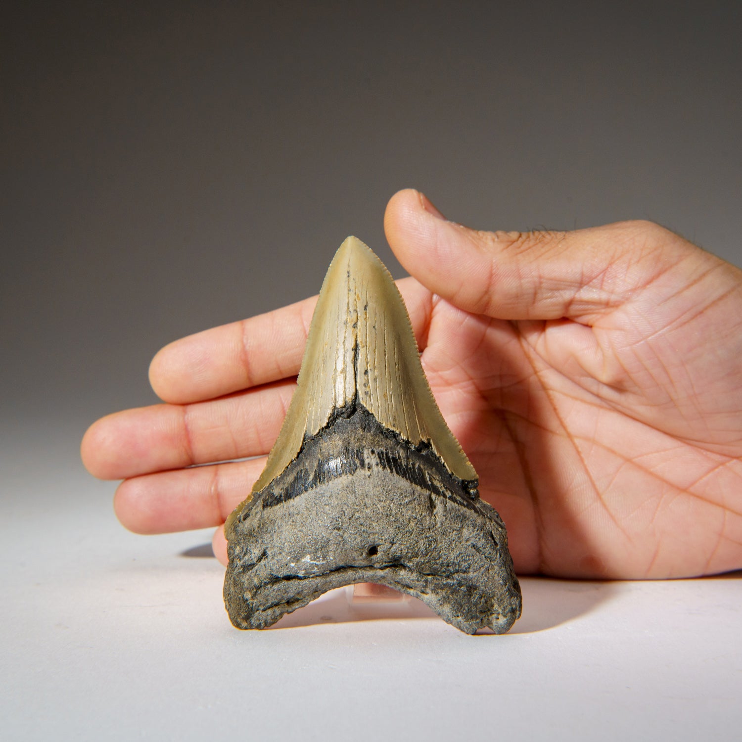 Genuine Megalodon Shark Tooth in Display Box (95.5 grams)