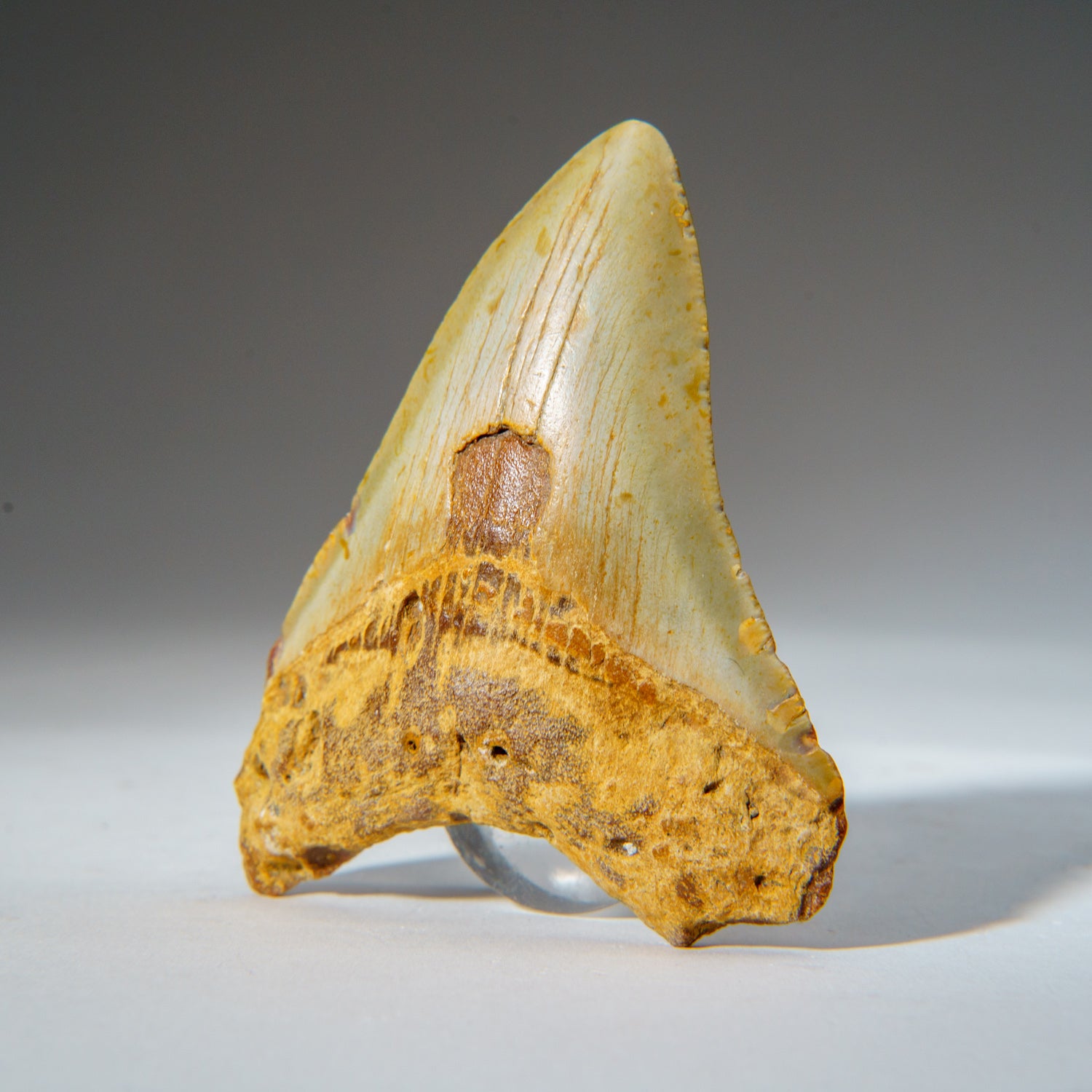 Genuine Megalodon Shark Tooth in Display Box (79.4 grams)