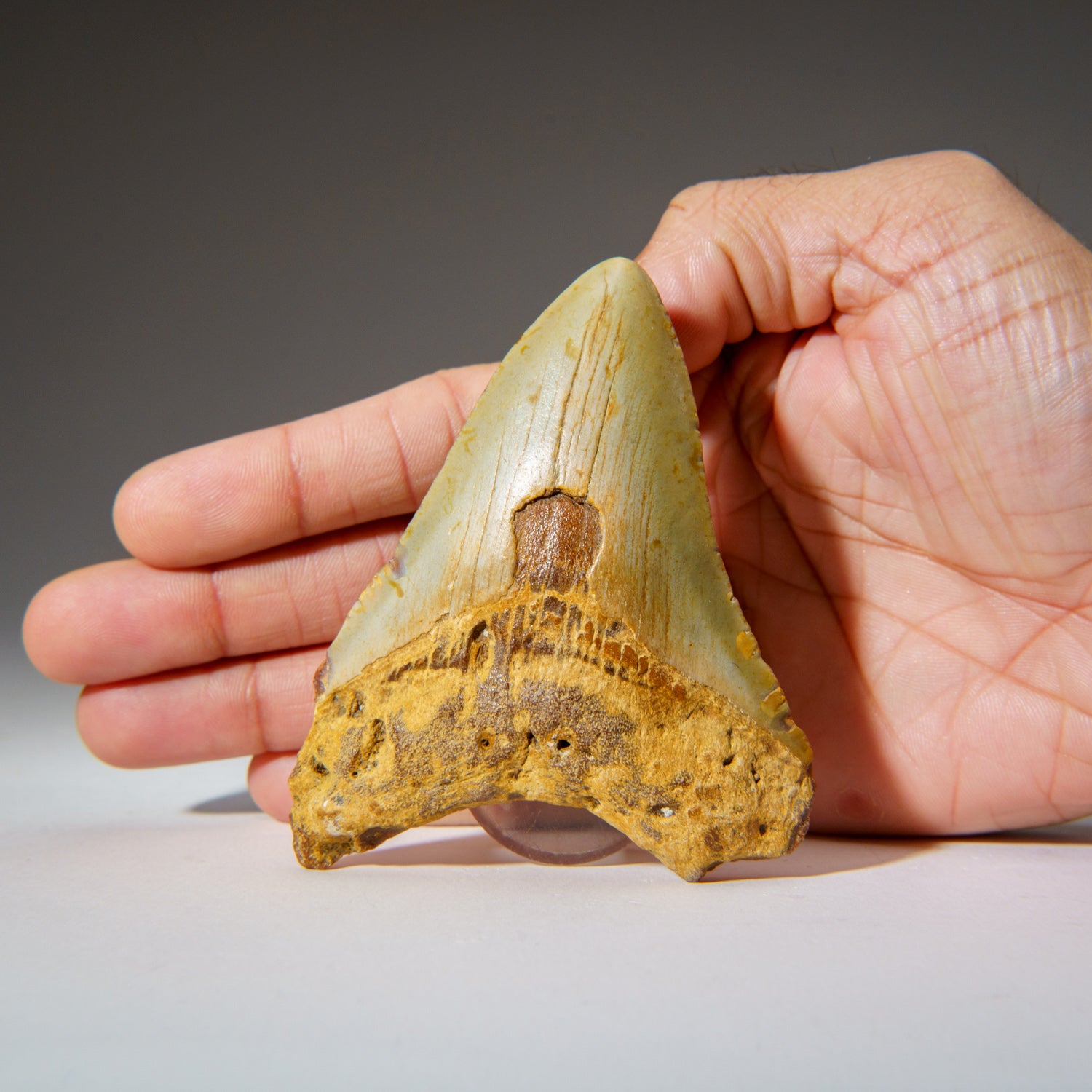Genuine Megalodon Shark Tooth in Display Box (79.4 grams)
