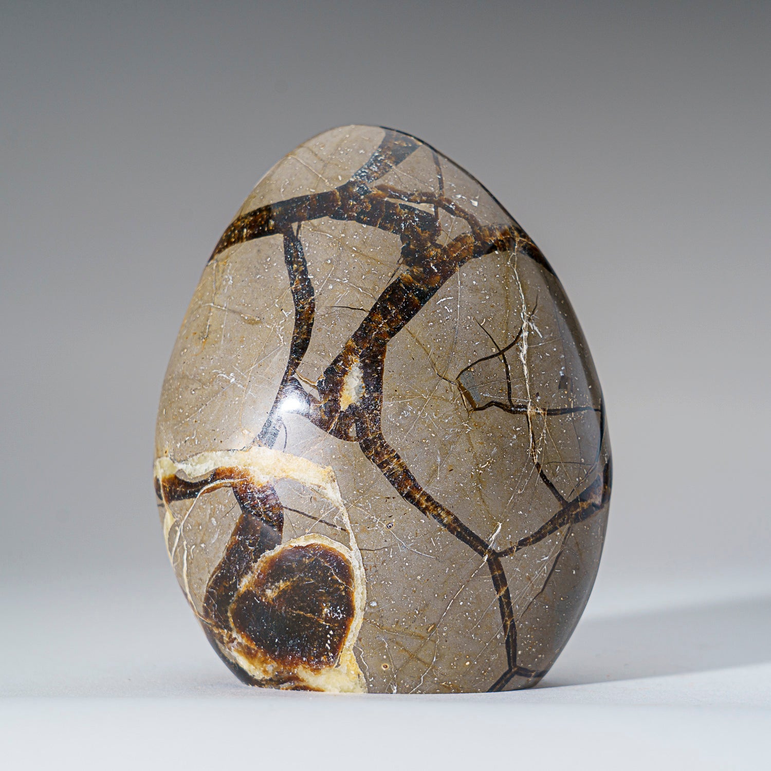 Polished Septarian Freeform from Madagascar (2 lbs)