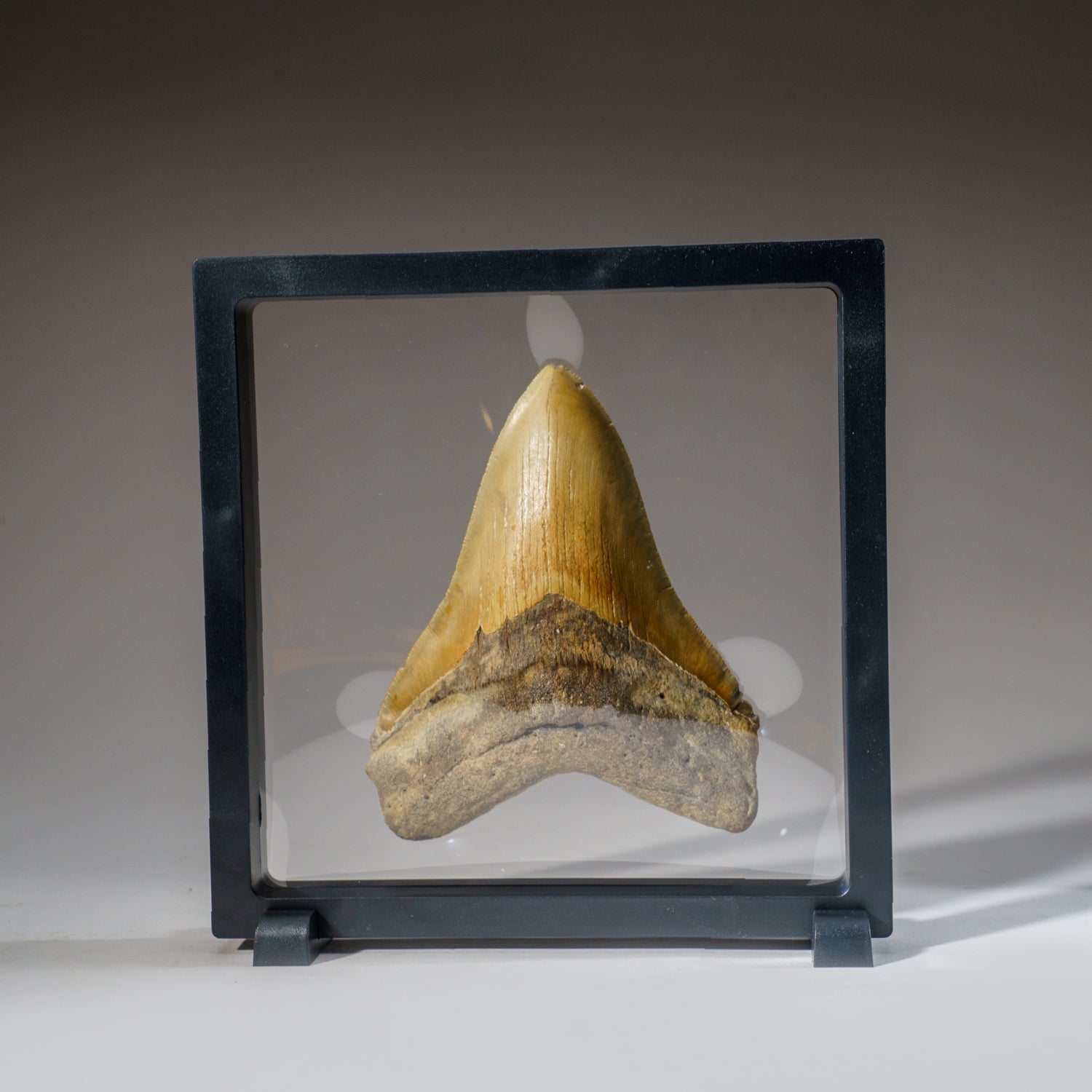 Genuine Natural Pre Historic Shark Tooth Shark Tooth (230 grams)