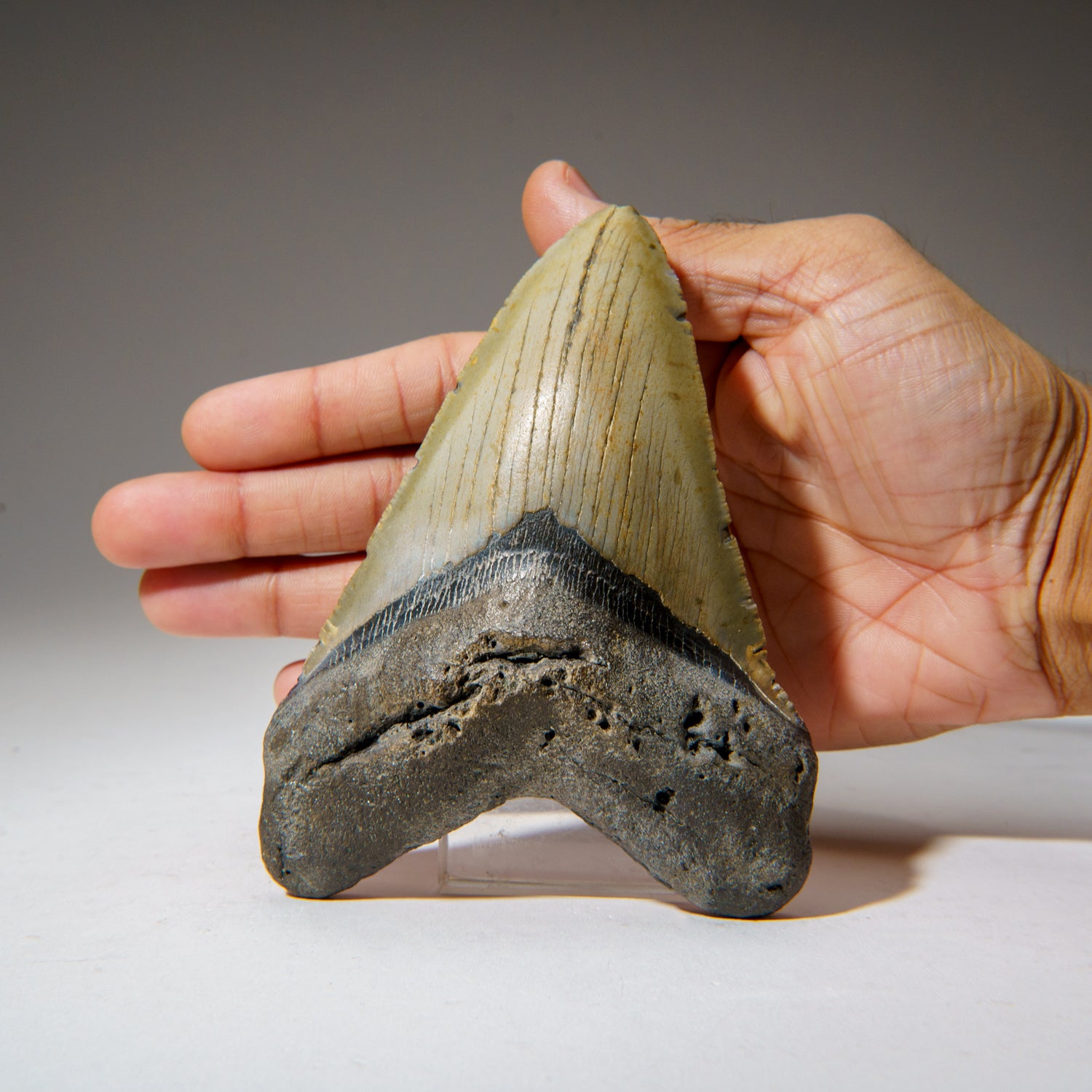 Genuine Megalodon Shark Tooth in Display Box (256.9 grams)