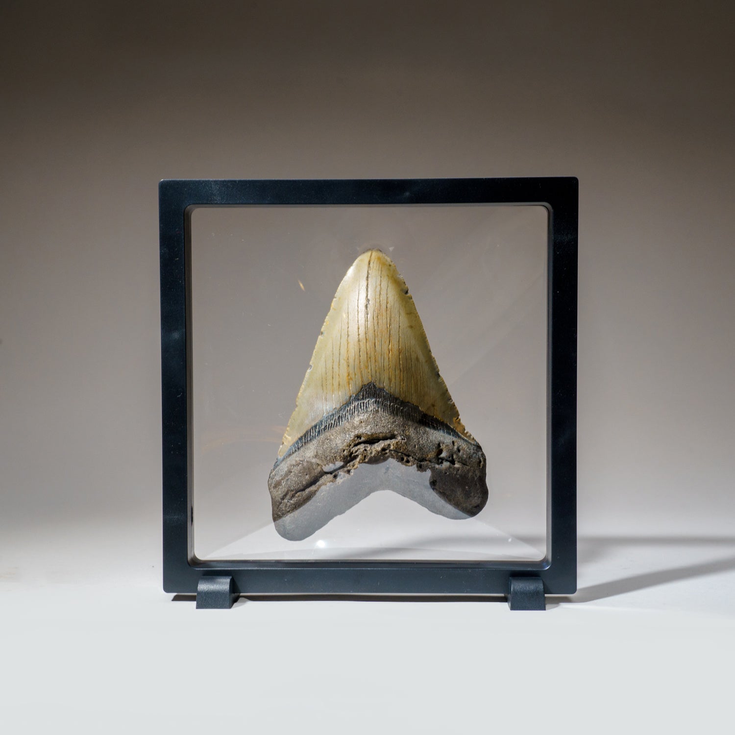 Genuine Megalodon Shark Tooth in Display Box (256.9 grams)