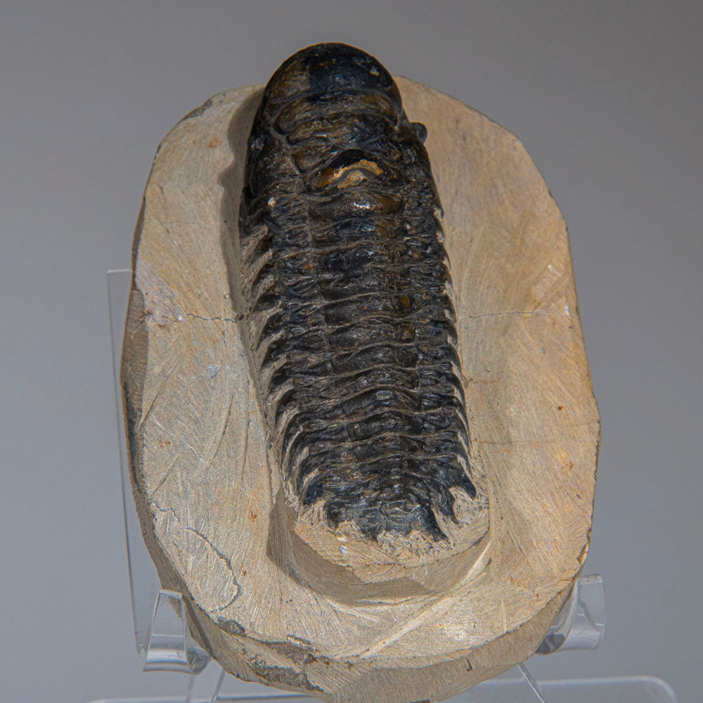 Genuine Trilobite (Ptychopariida) Fossil on Matrix (357 grams)