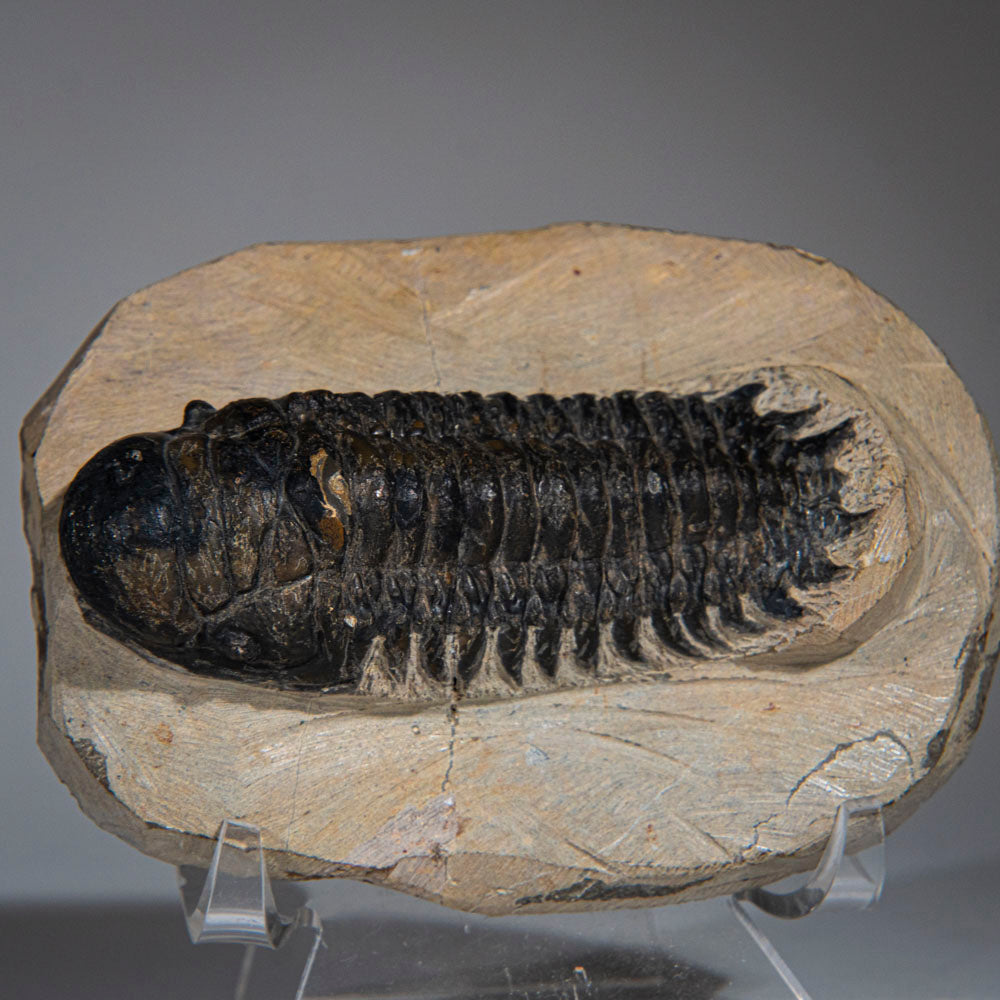 Genuine Trilobite (Ptychopariida) Fossil on Matrix (357 grams)