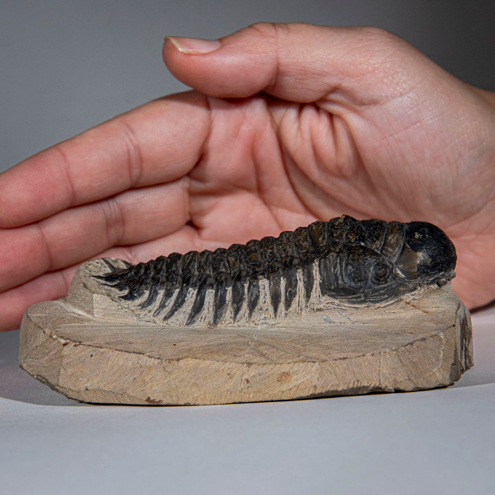 Genuine Trilobite (Ptychopariida) Fossil on Matrix (357 grams)