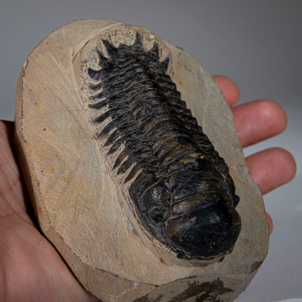 Genuine Trilobite (Ptychopariida) Fossil on Matrix (357 grams)