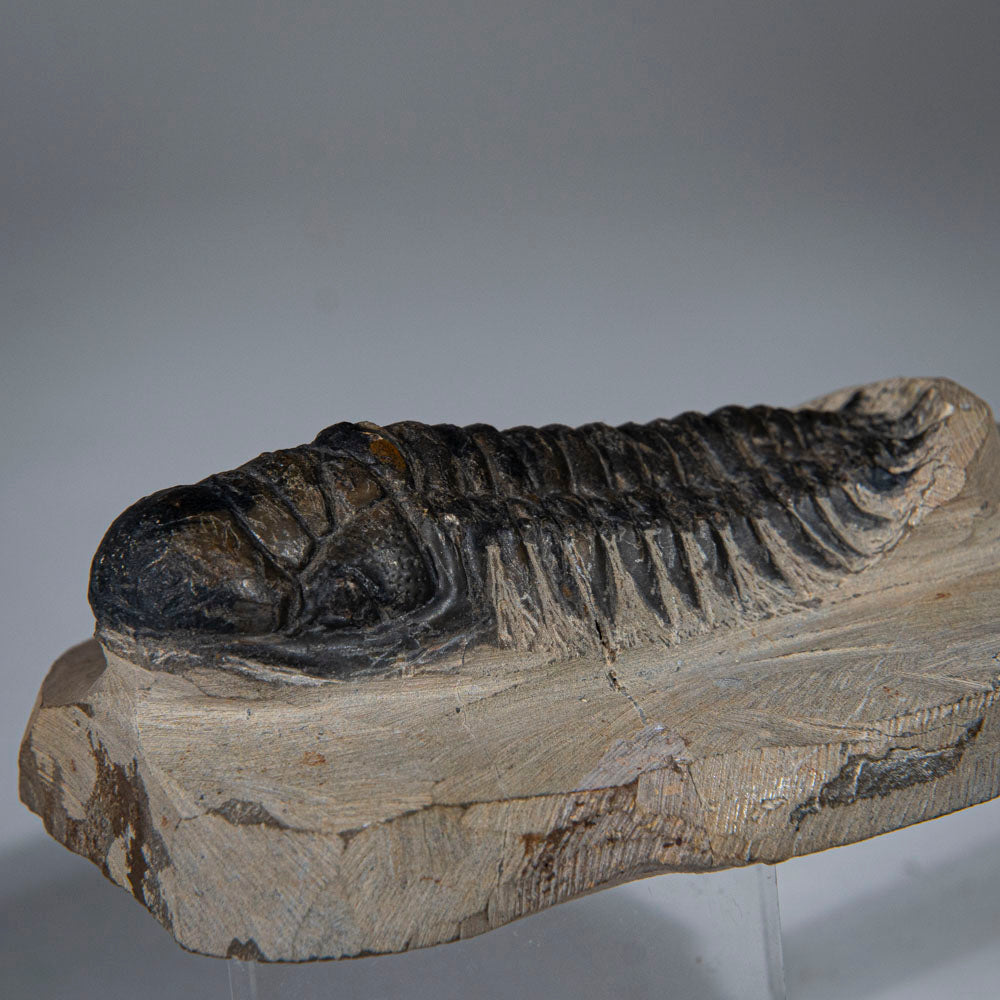 Genuine Trilobite (Ptychopariida) Fossil on Matrix (357 grams)
