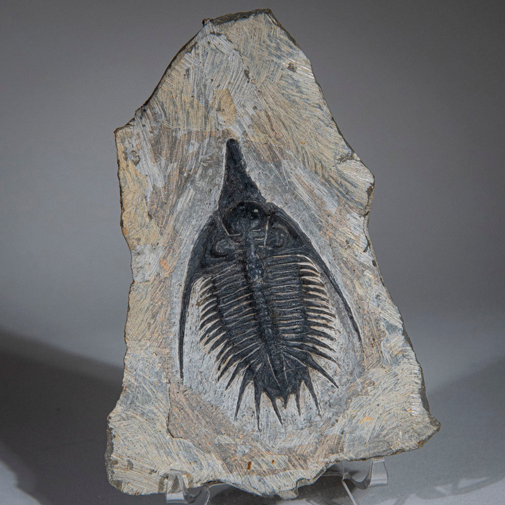 Psychopyge Trilobite on Matrix from Morocco (1 lbs)