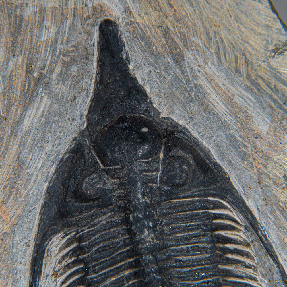 Psychopyge Trilobite on Matrix from Morocco (1 lbs)