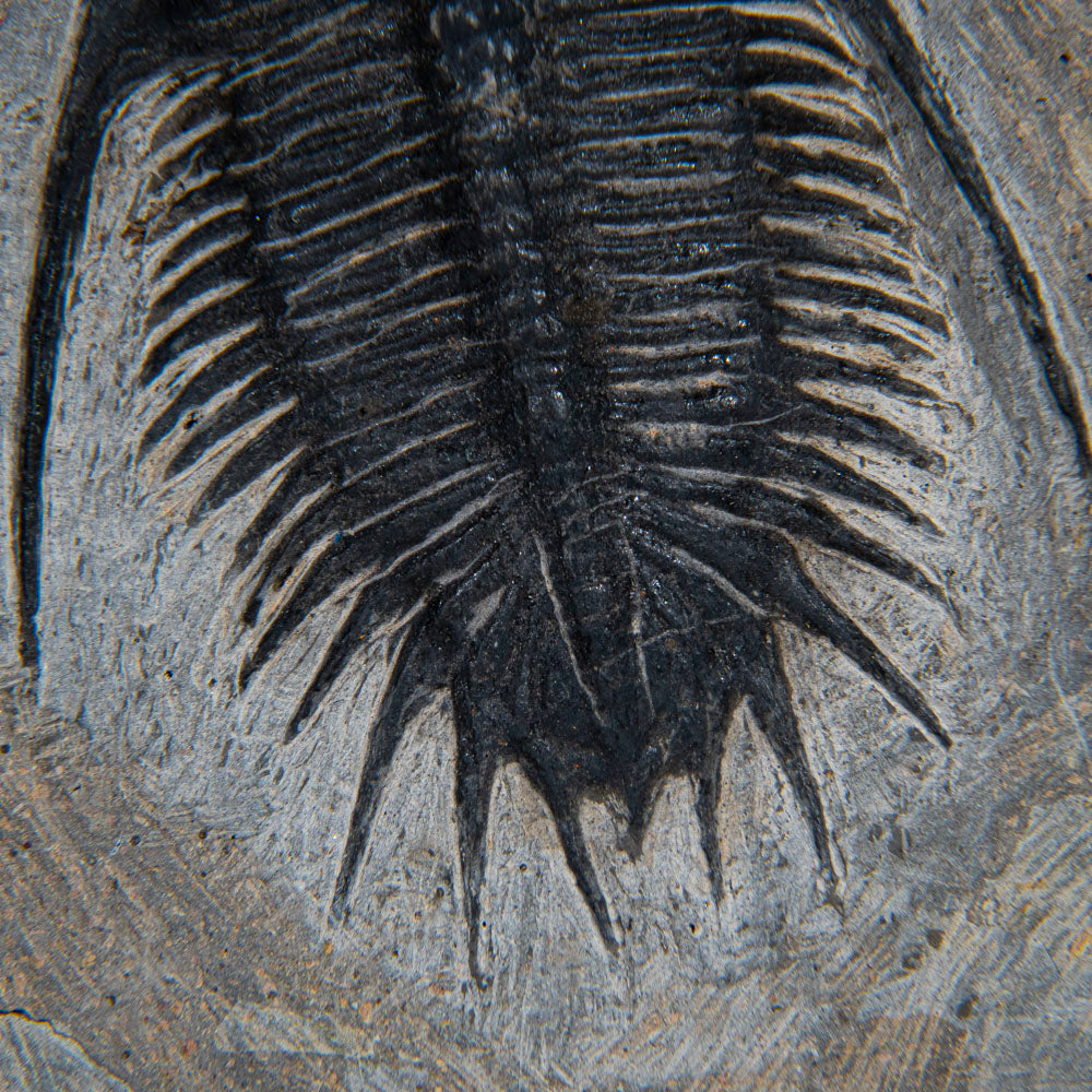 Psychopyge Trilobite on Matrix from Morocco (1 lbs)