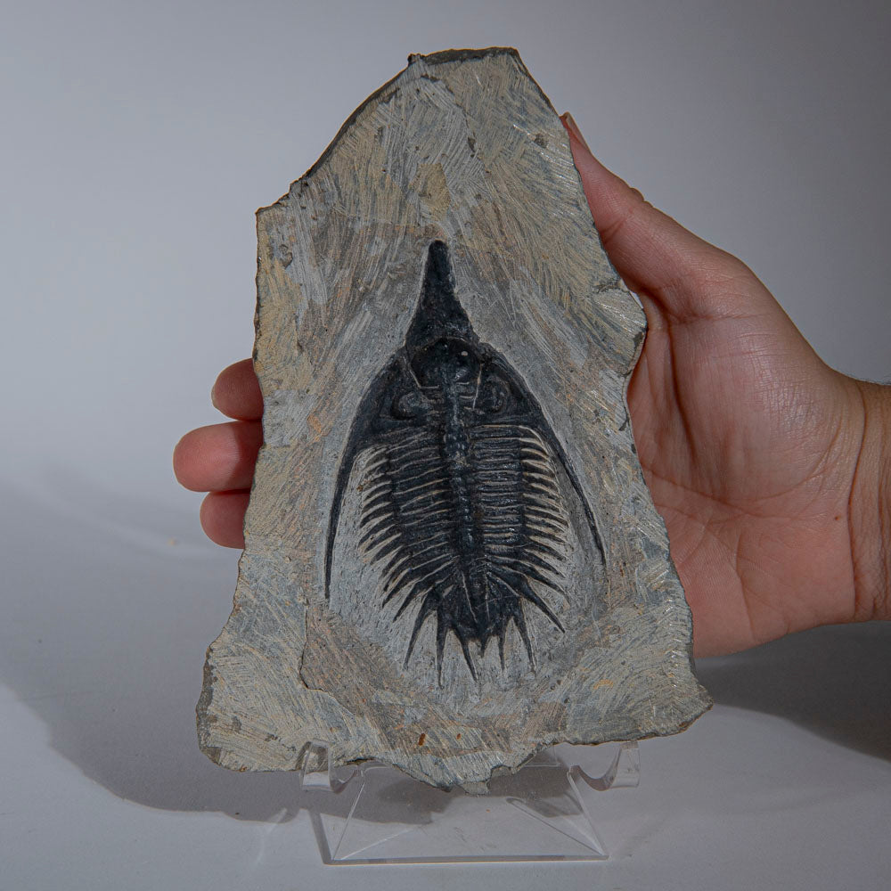 Psychopyge Trilobite on Matrix from Morocco (1 lbs)