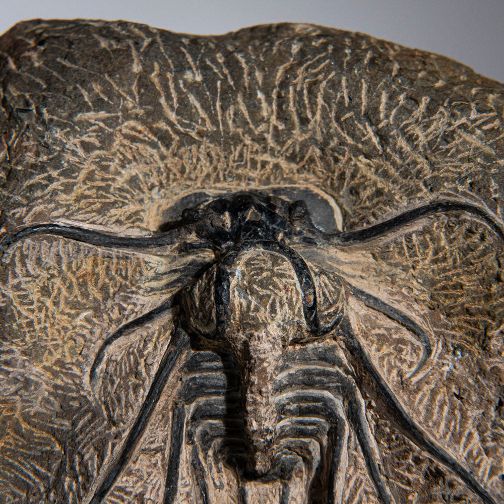 Genuine  Dicranurus Monstrosus Trilobite on Matrix (2 lbs)