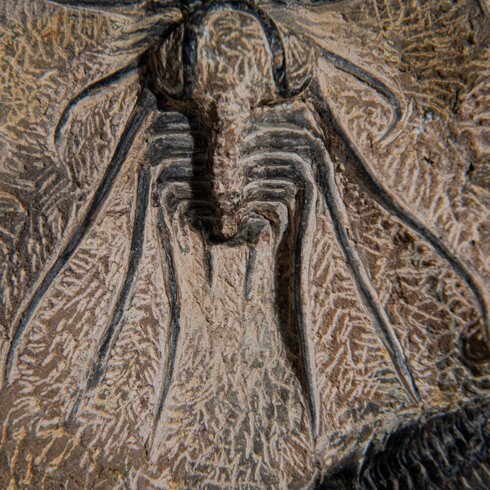 Genuine  Dicranurus Monstrosus Trilobite on Matrix (2 lbs)
