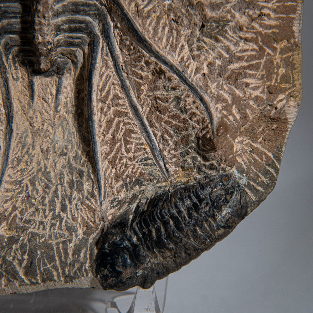 Genuine  Dicranurus Monstrosus Trilobite on Matrix (2 lbs)