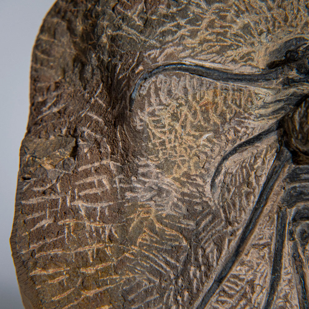 Genuine  Dicranurus Monstrosus Trilobite on Matrix (2 lbs)