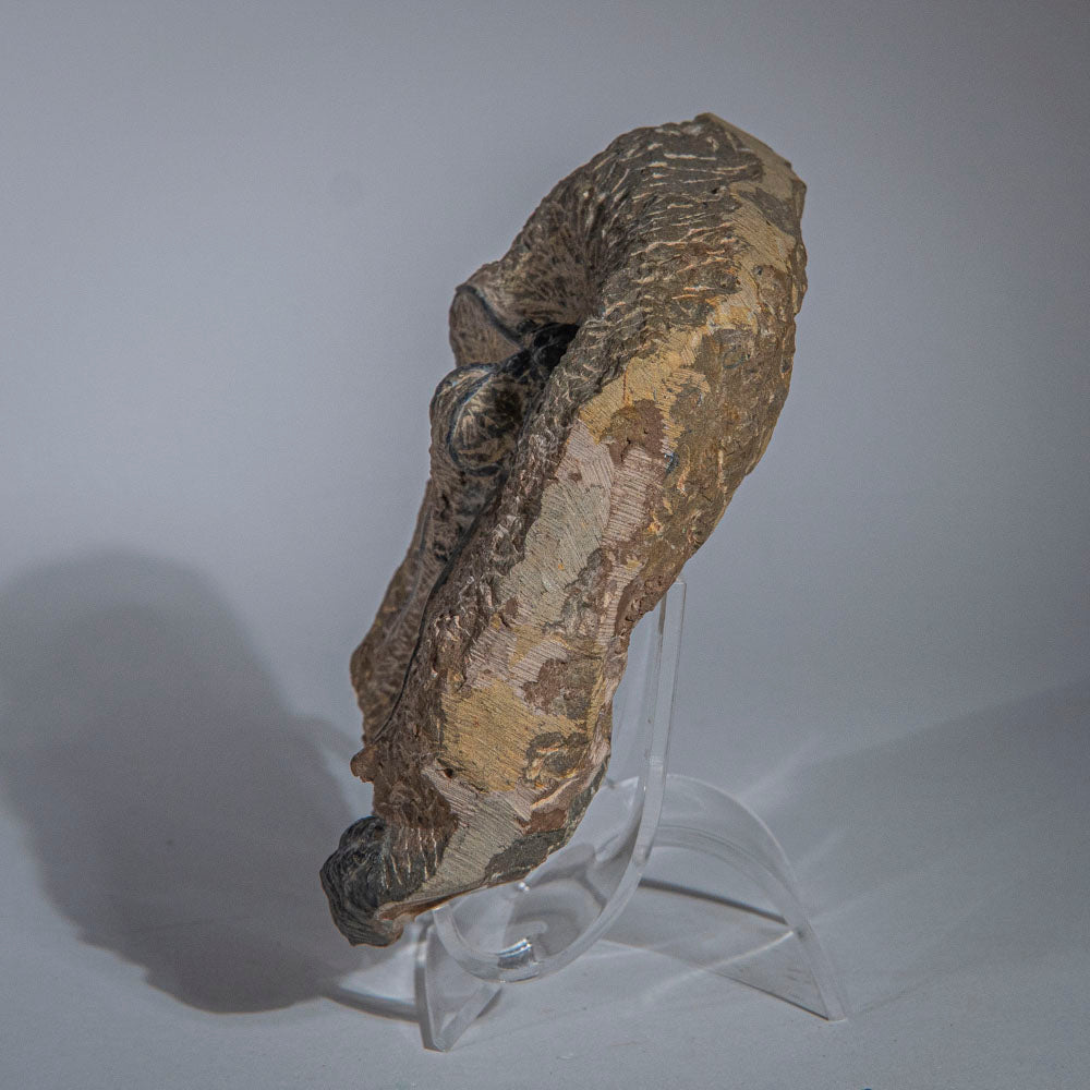 Genuine  Dicranurus Monstrosus Trilobite on Matrix (2 lbs)