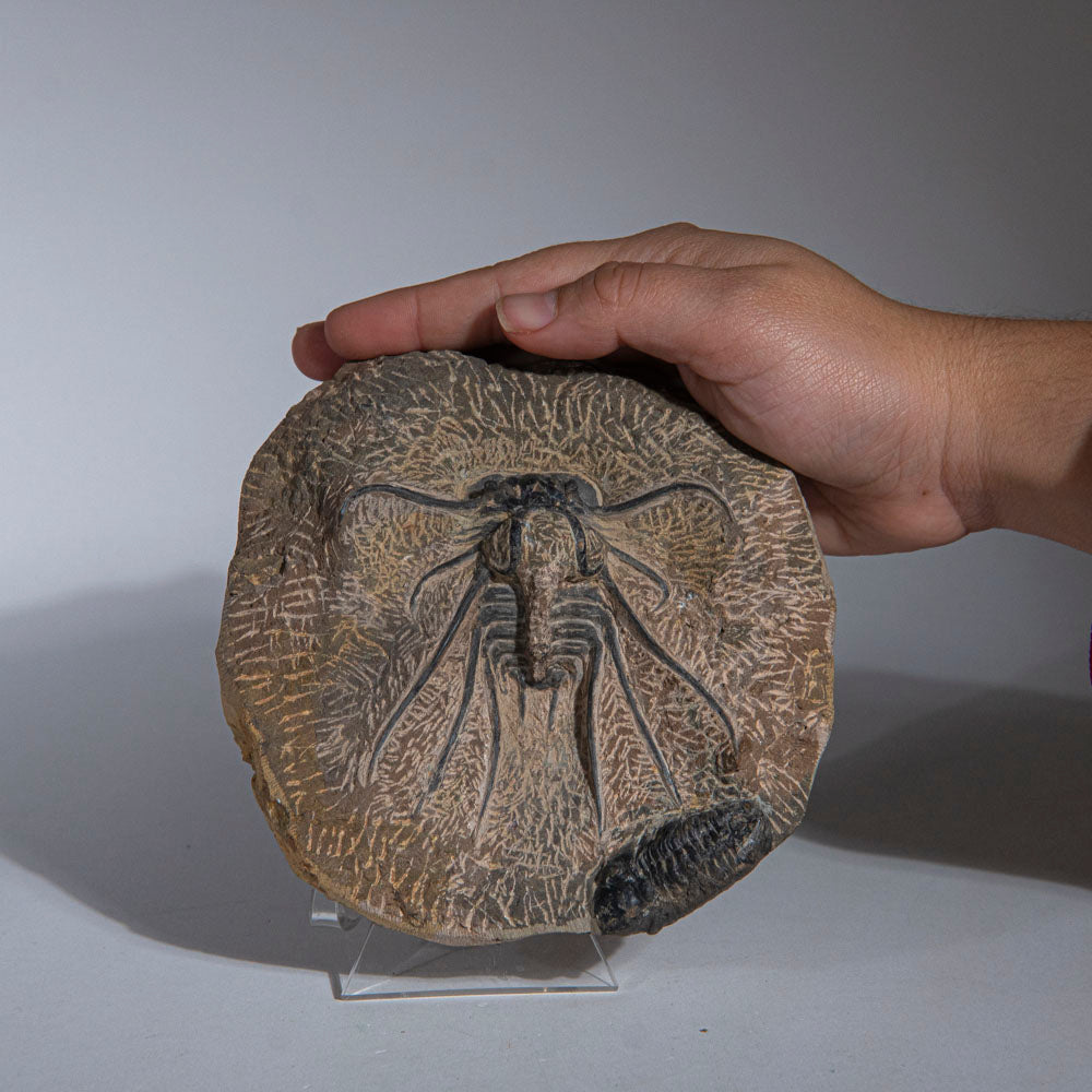 Genuine  Dicranurus Monstrosus Trilobite on Matrix (2 lbs)