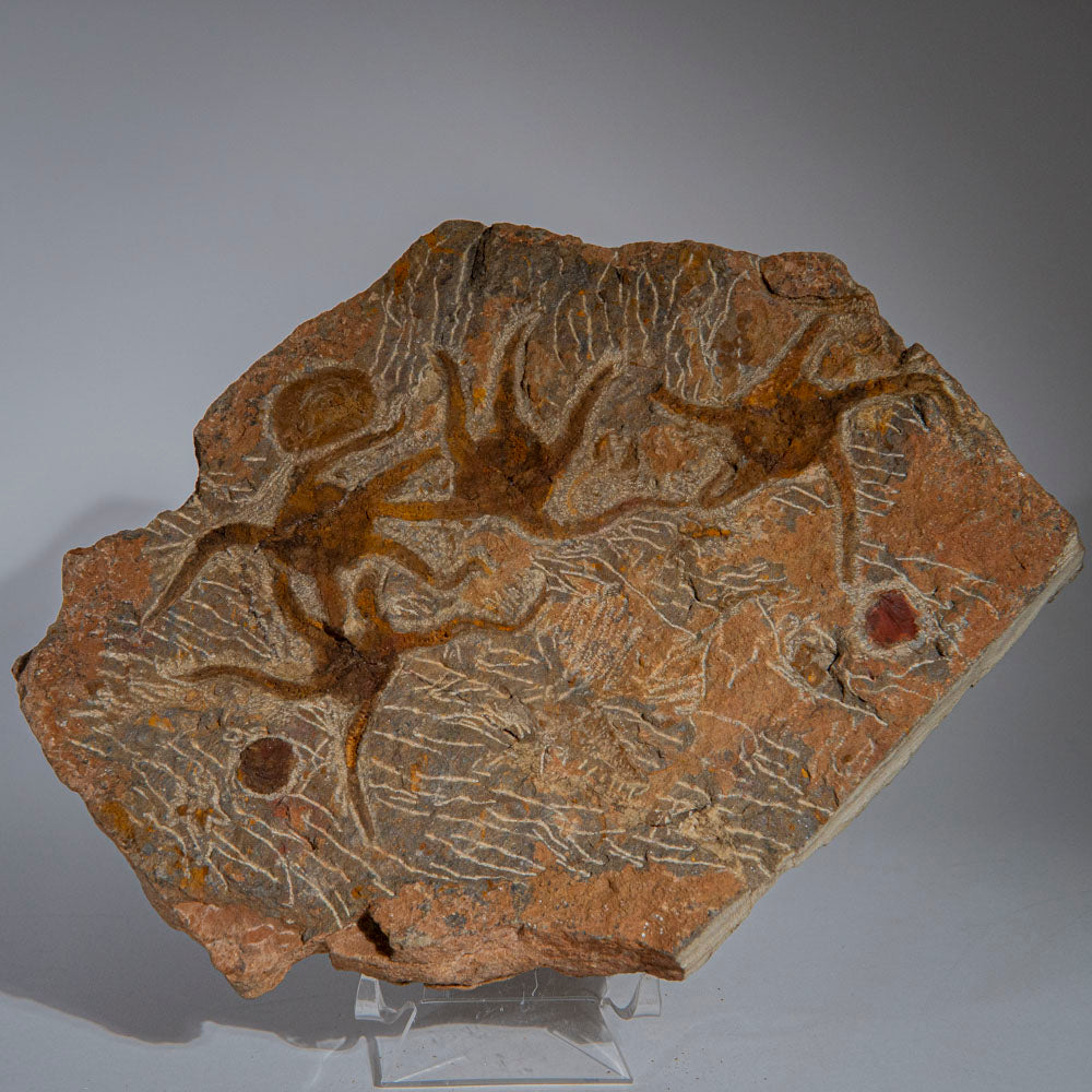 Genuine Ophiuroidea Brittle Star Fossil (4 lbs)