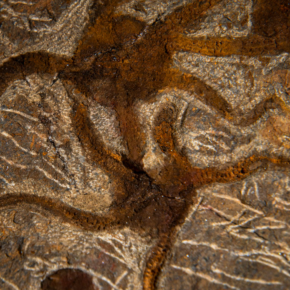 Genuine Ophiuroidea Brittle Star Fossil (4 lbs)